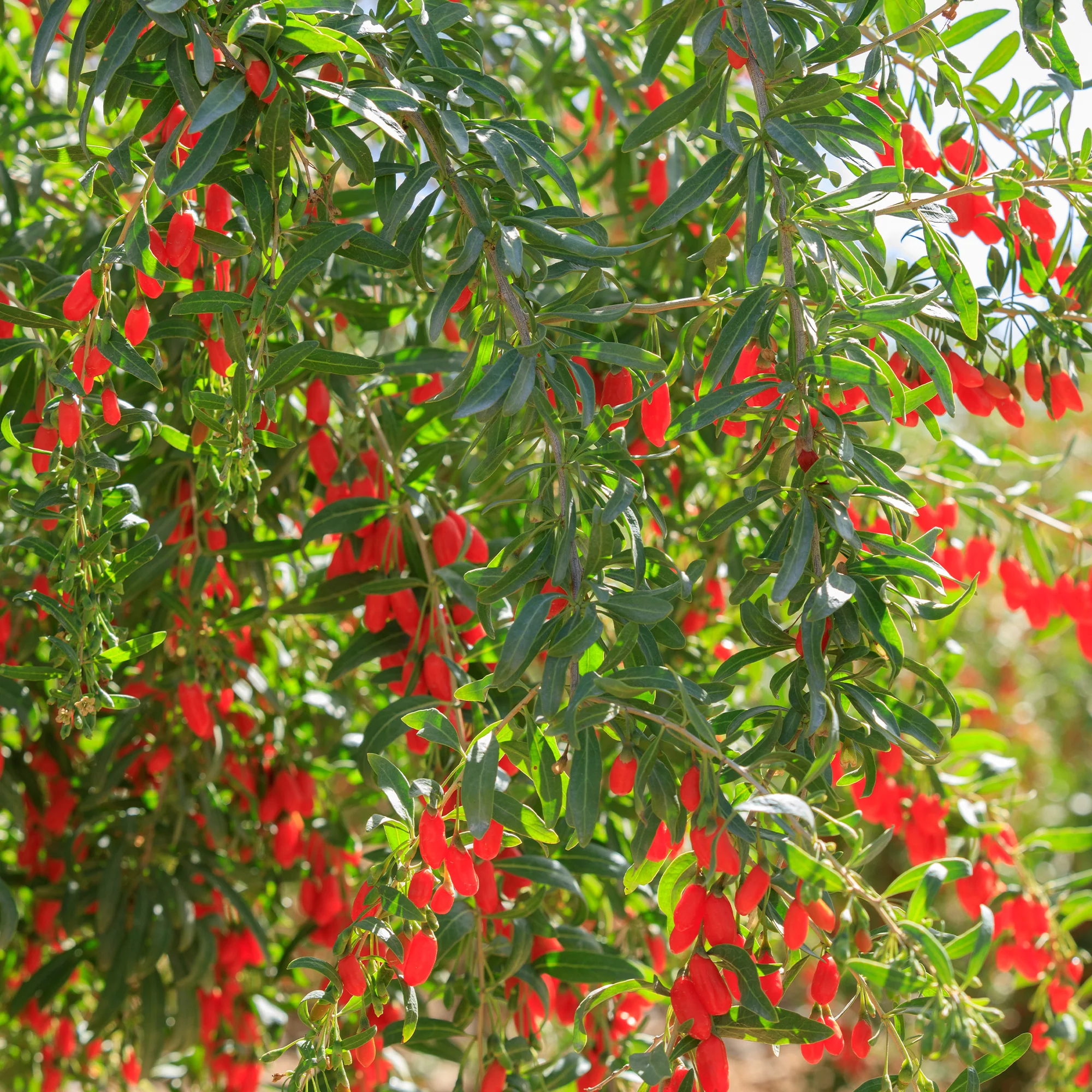 Goji - Image 4