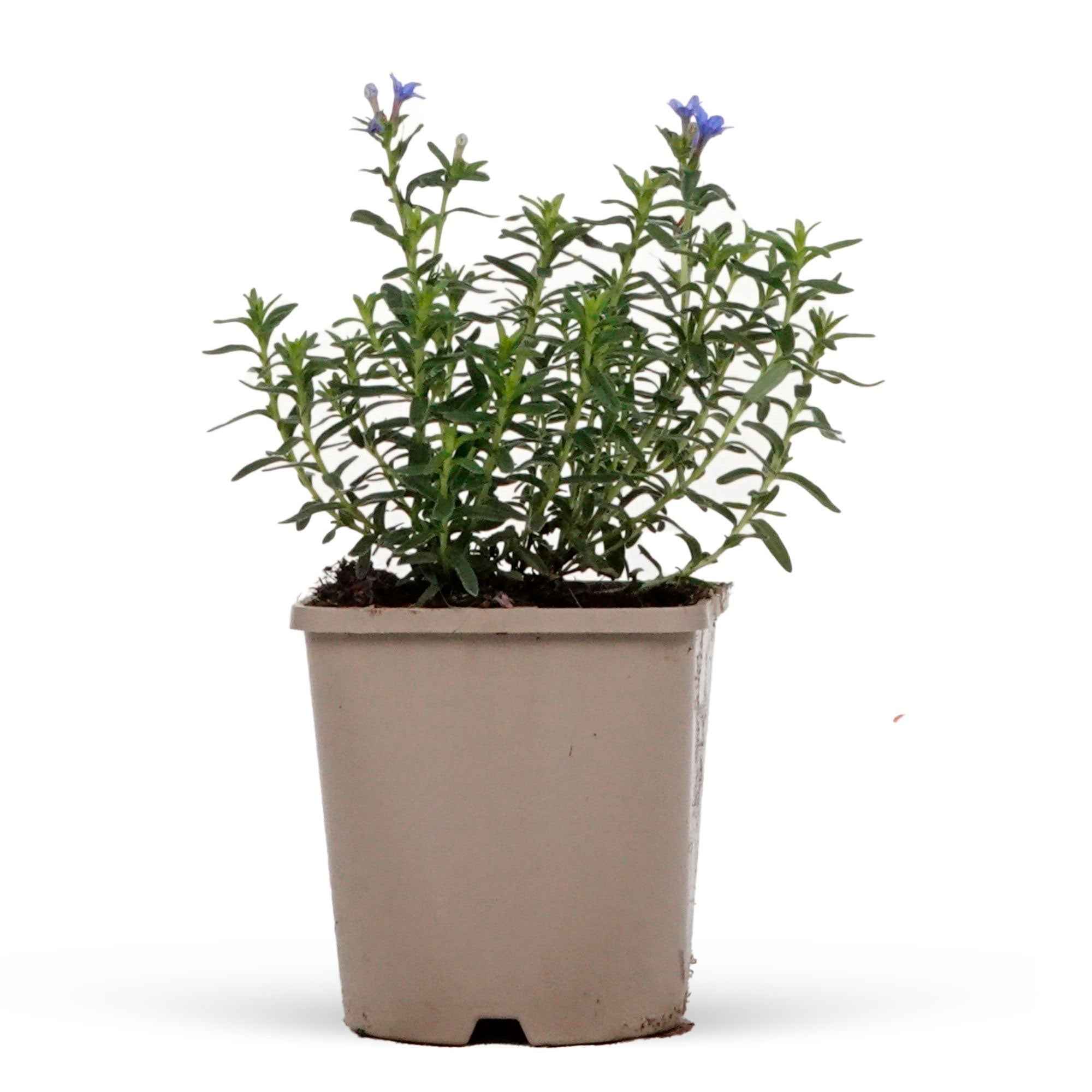Grémil 'Heavenly Blue' - Image 3