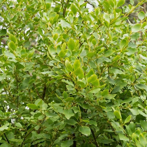 3 Grisélines lucida - Image 2