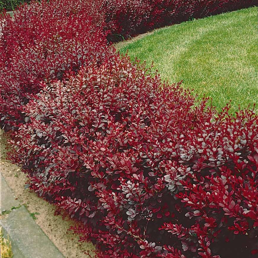 Haie de Berberis rouges - Image 2