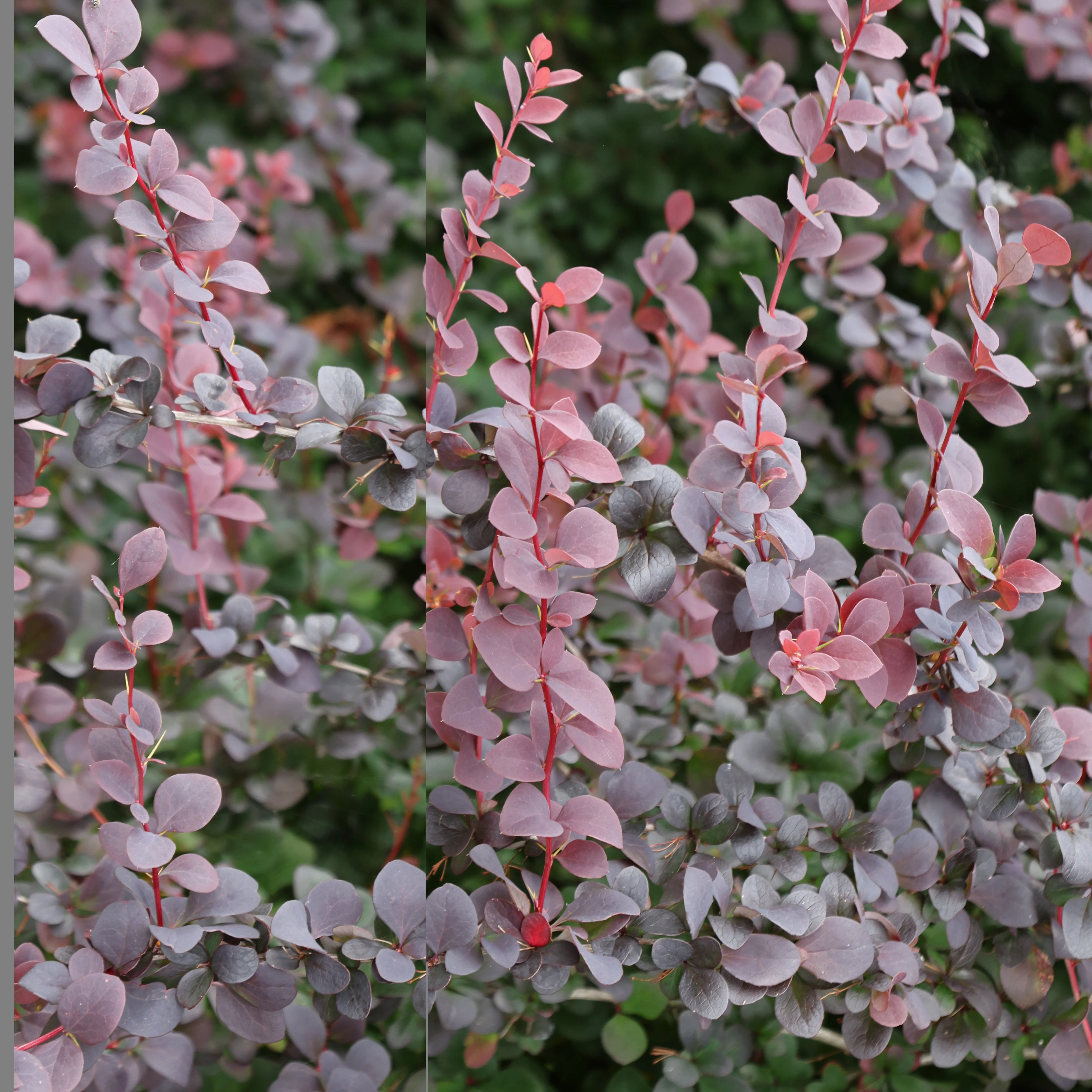 Haie de Berberis rouges - Image 3