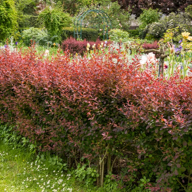 Haie de Berberis rouges - Image 4