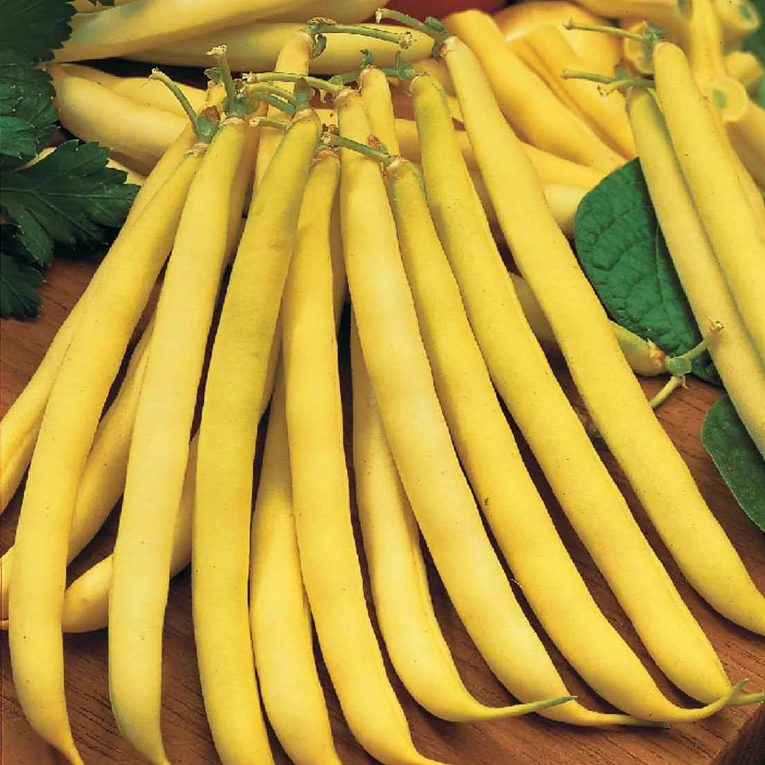 Haricot beurre Maxidor (Obt. INRA)