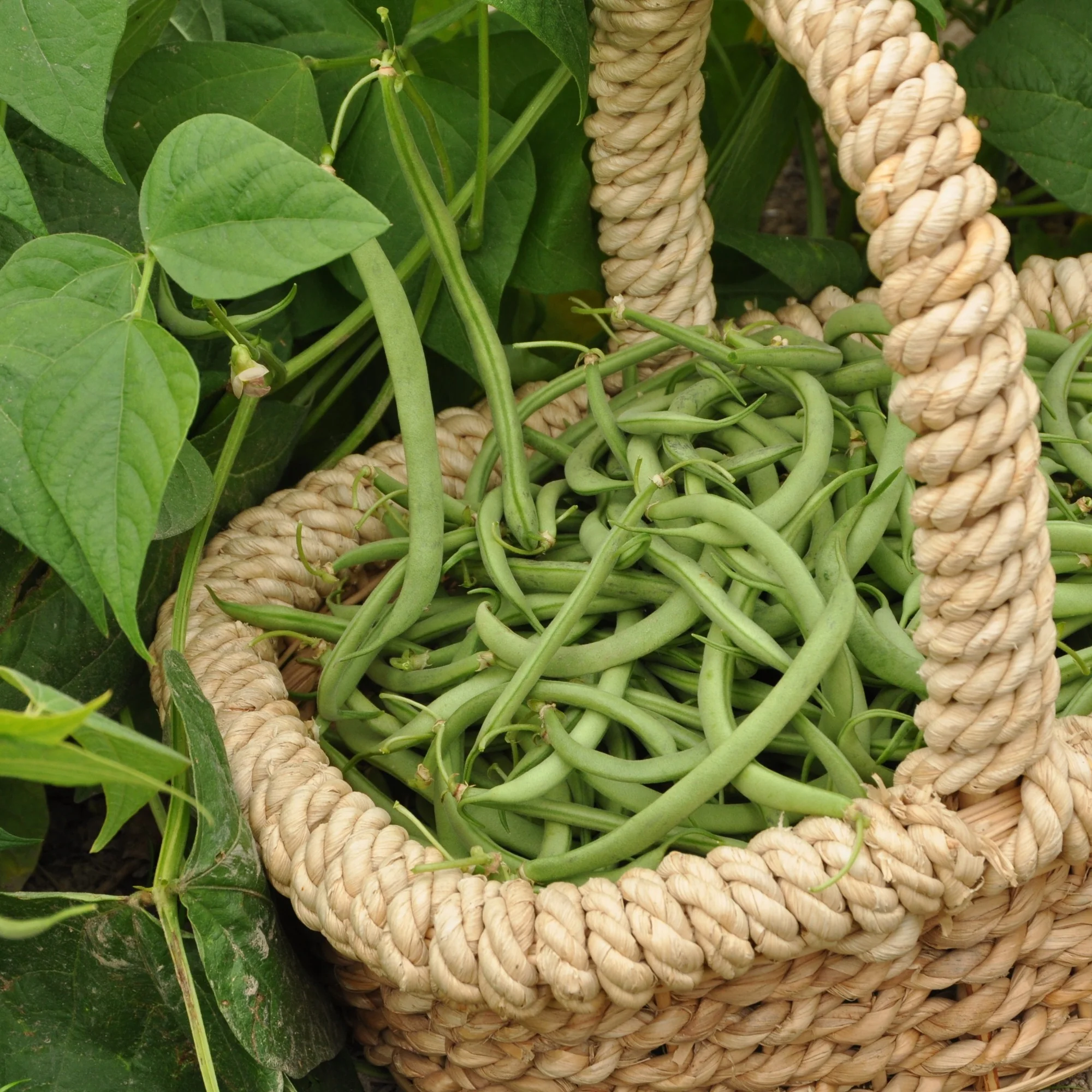 Haricot nain mangetout Contender - Image 3