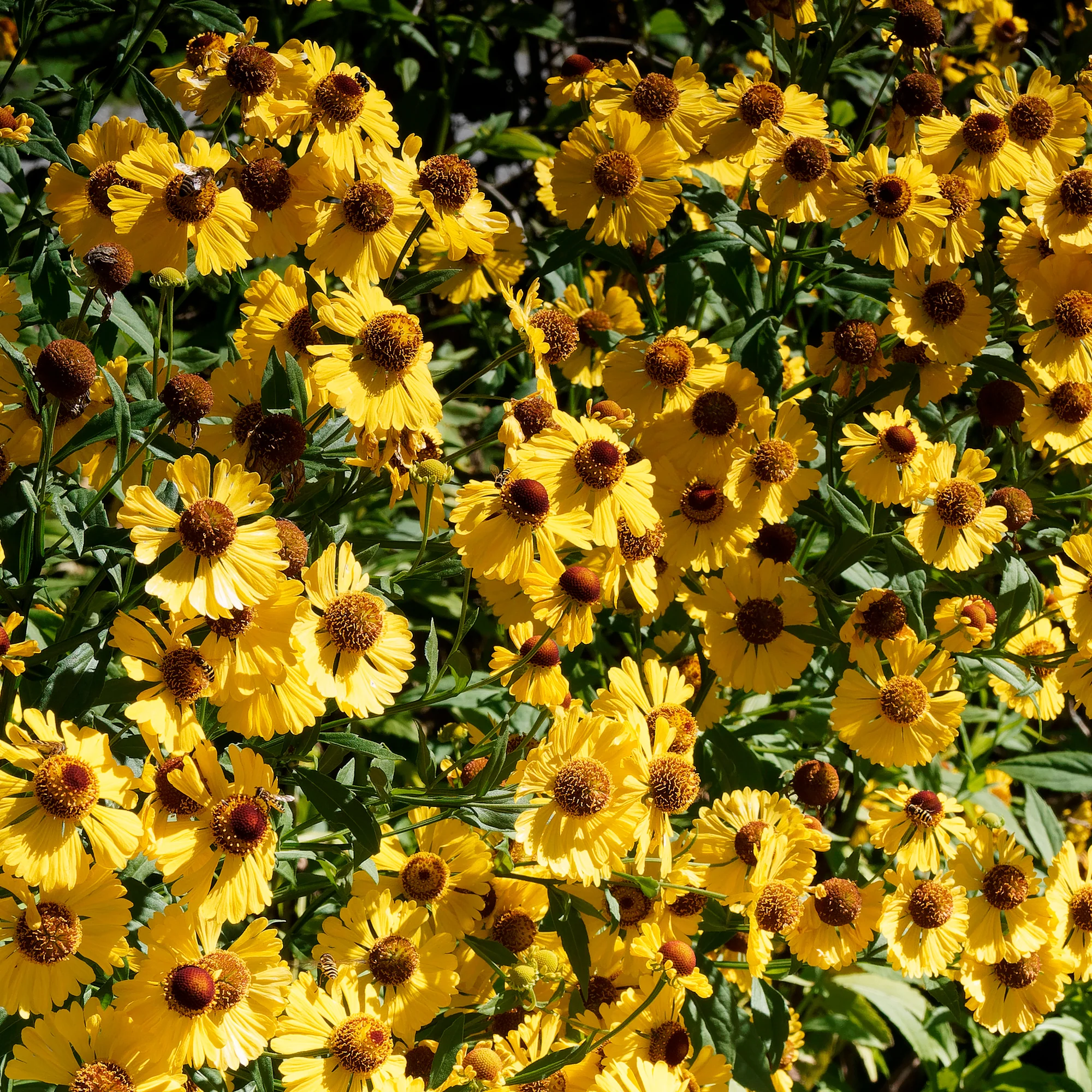 Hélénie d'automne Pumilum Magnificum - Image 3