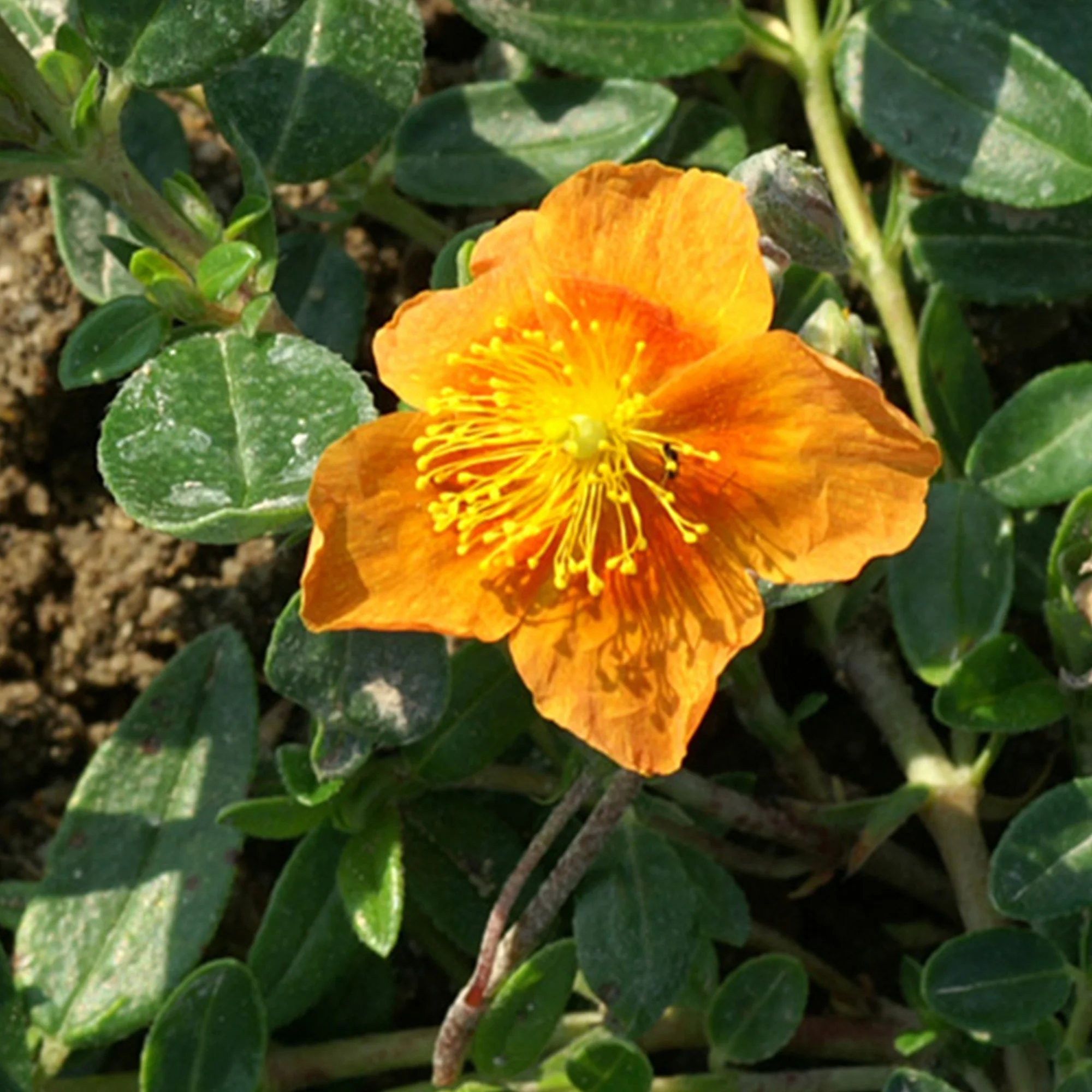 Hélianthème Bronzeteppich - Image 4