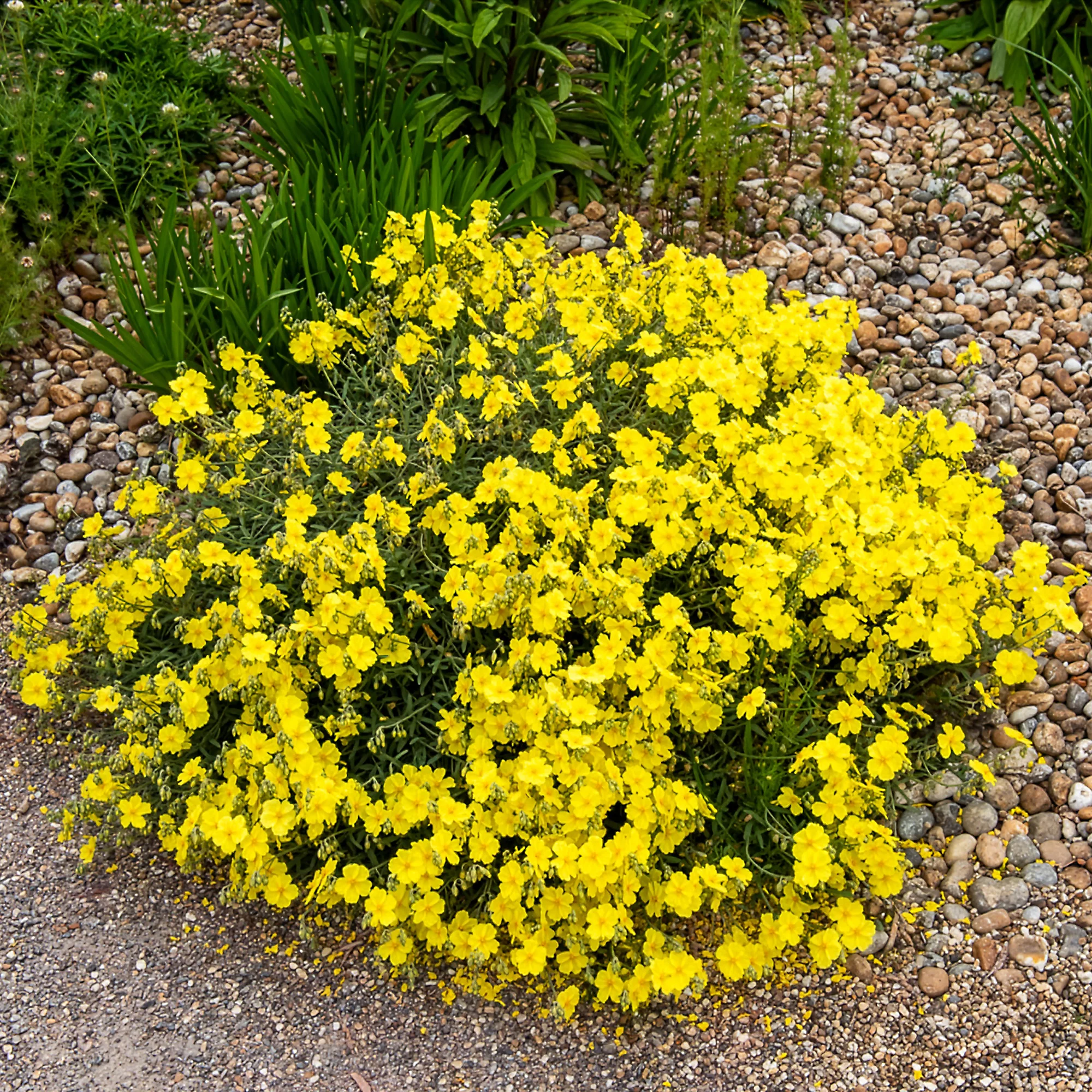 Hélianthème Wisley Primrose