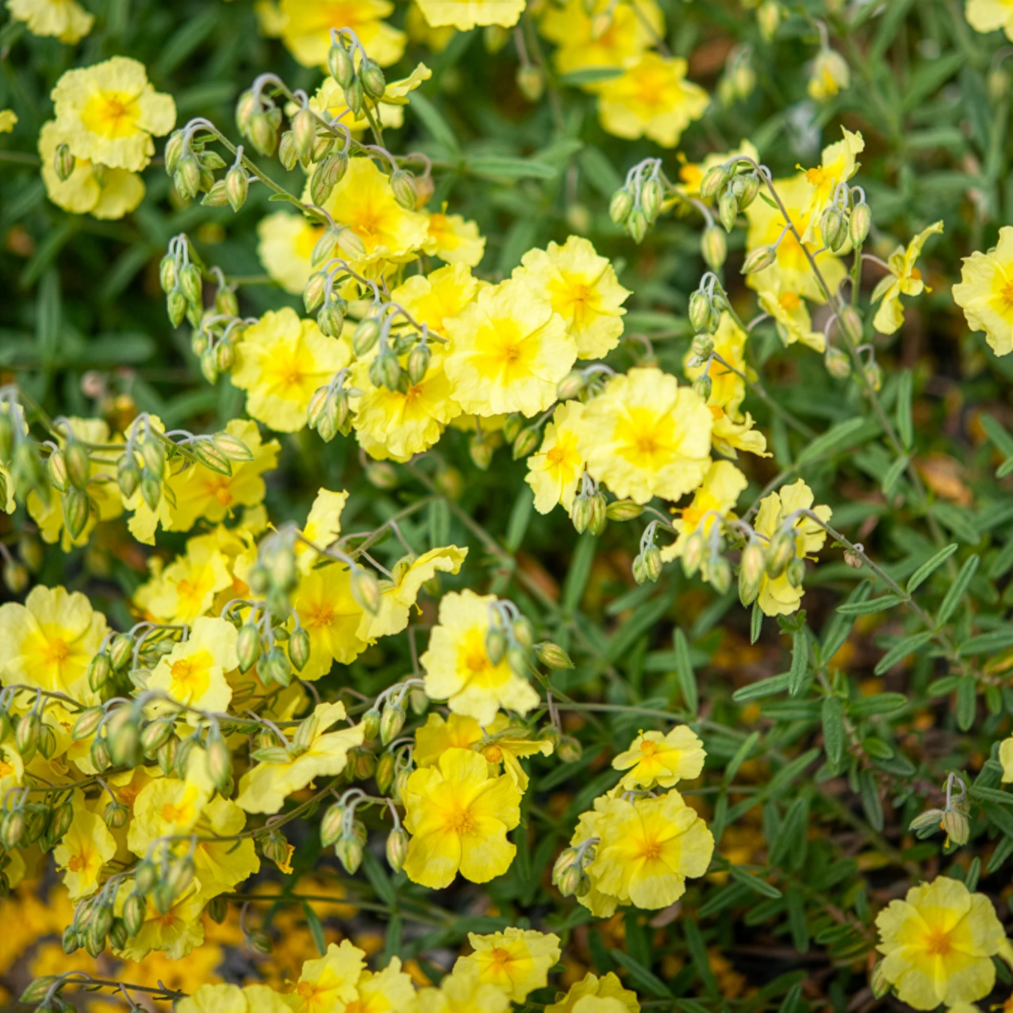 Hélianthème Wisley Primrose - Image 2