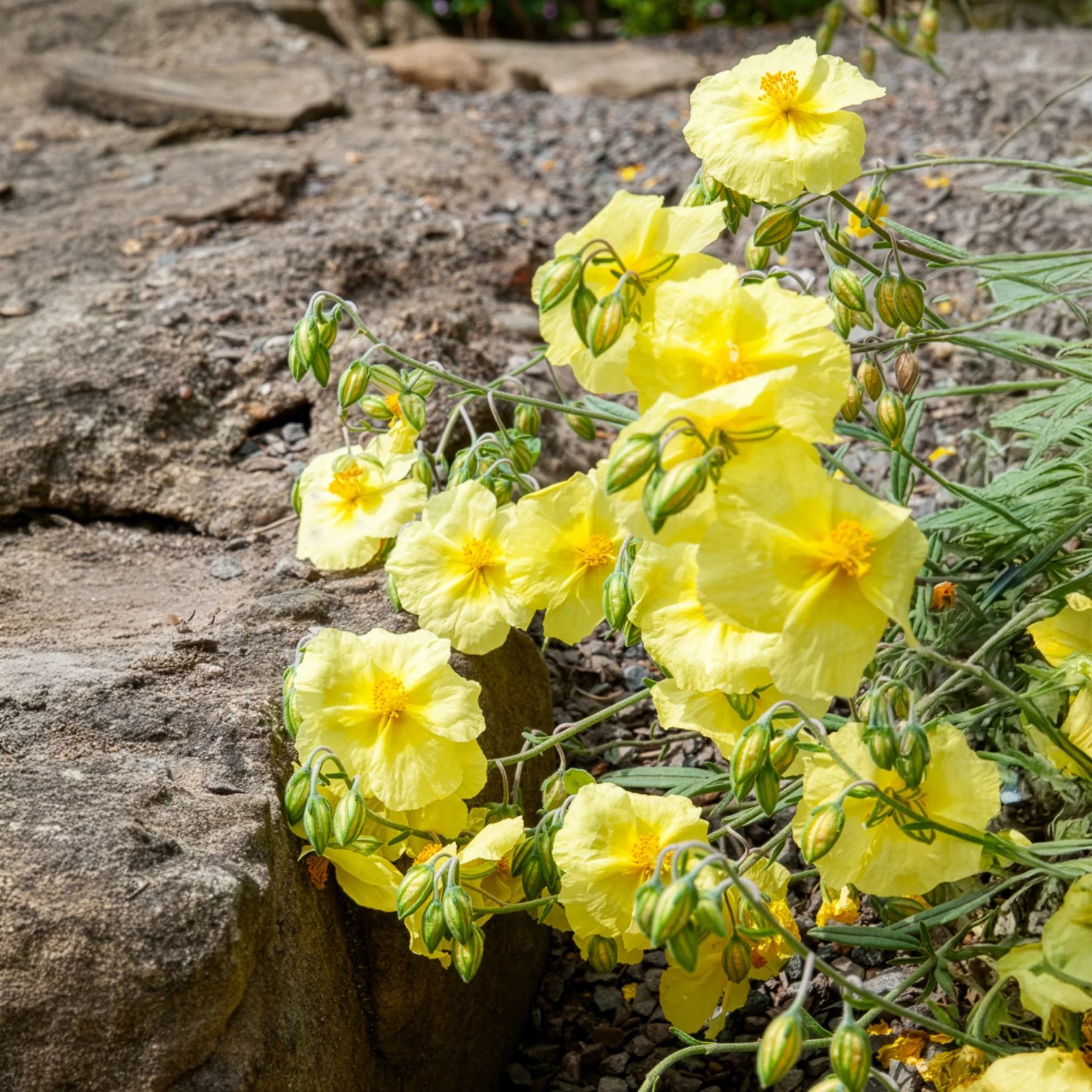 Hélianthème Wisley Primrose - Image 3