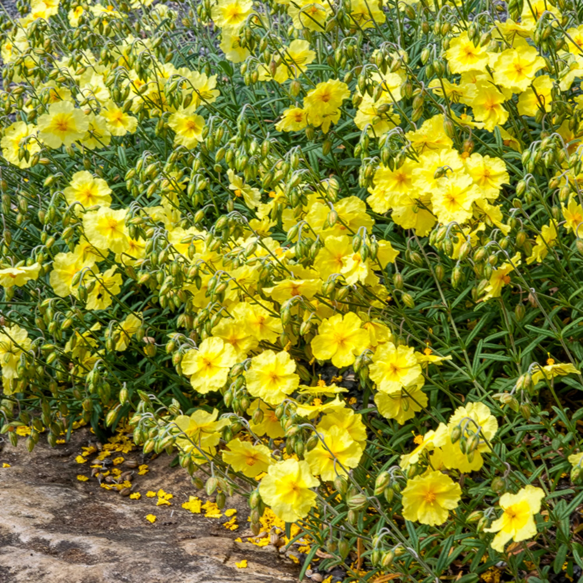 Hélianthème Wisley Primrose - Image 4