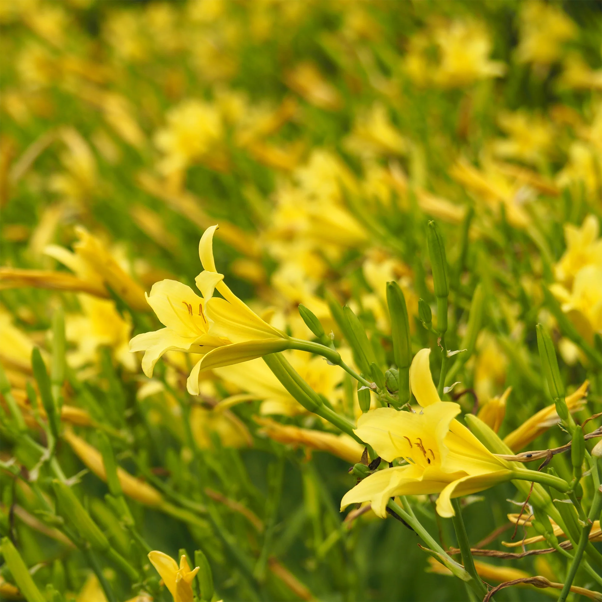 Hémérocalle citrina - Image 3