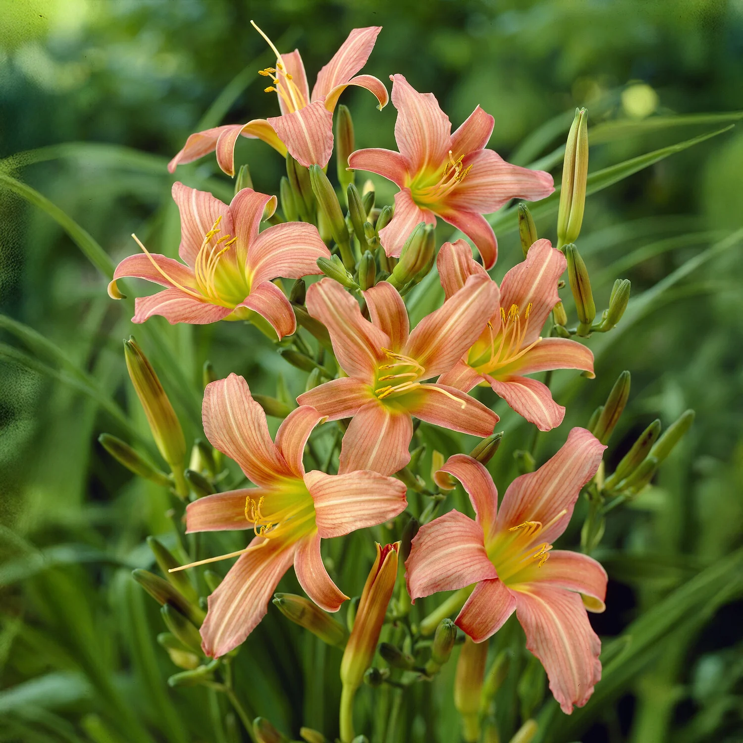 Hémérocalle Pink Charm