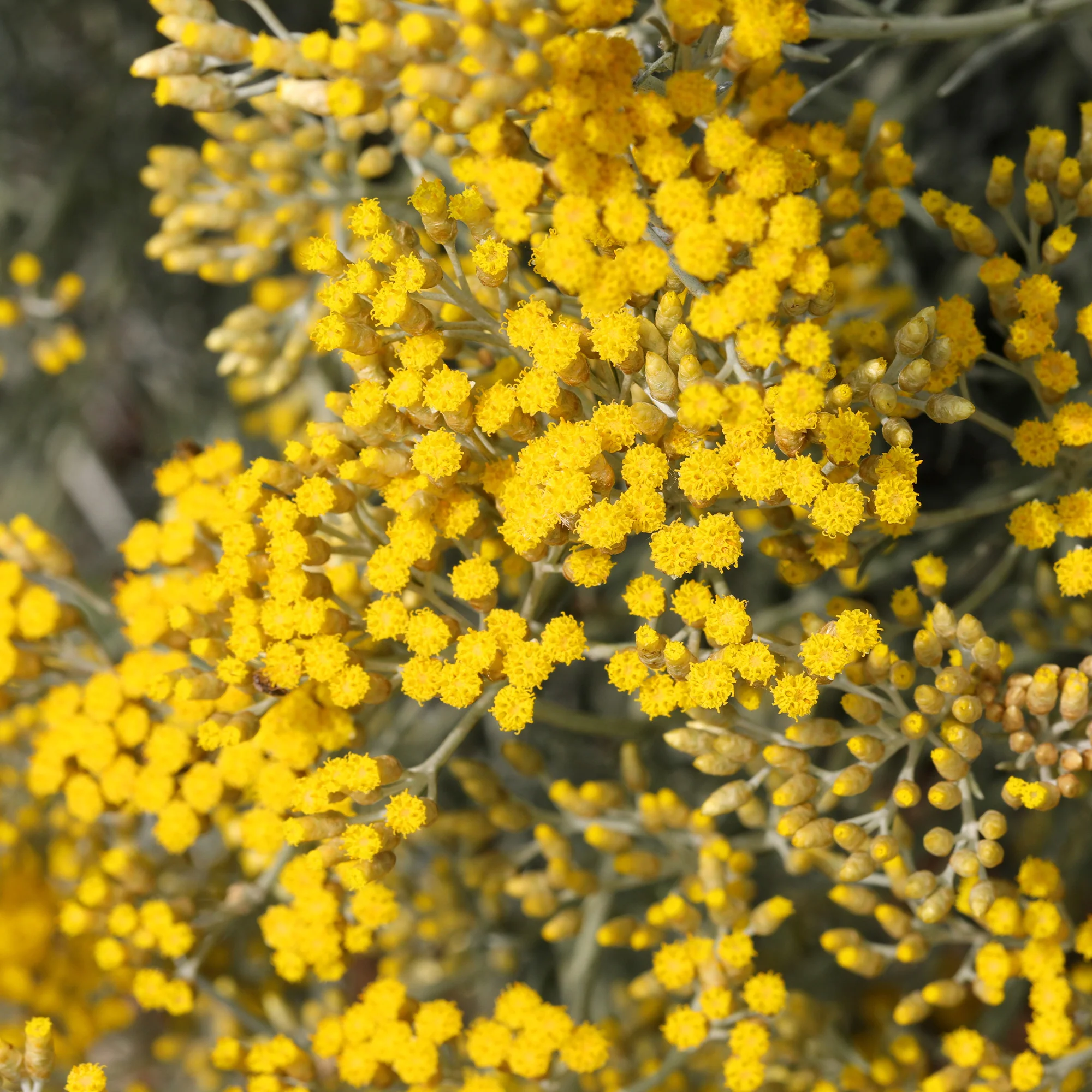 Herbe à curry Aladin - Immortelle de Corse - Image 3