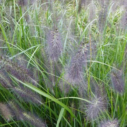 Herbe aux écouvillons National Arboretum - Pennisetum
