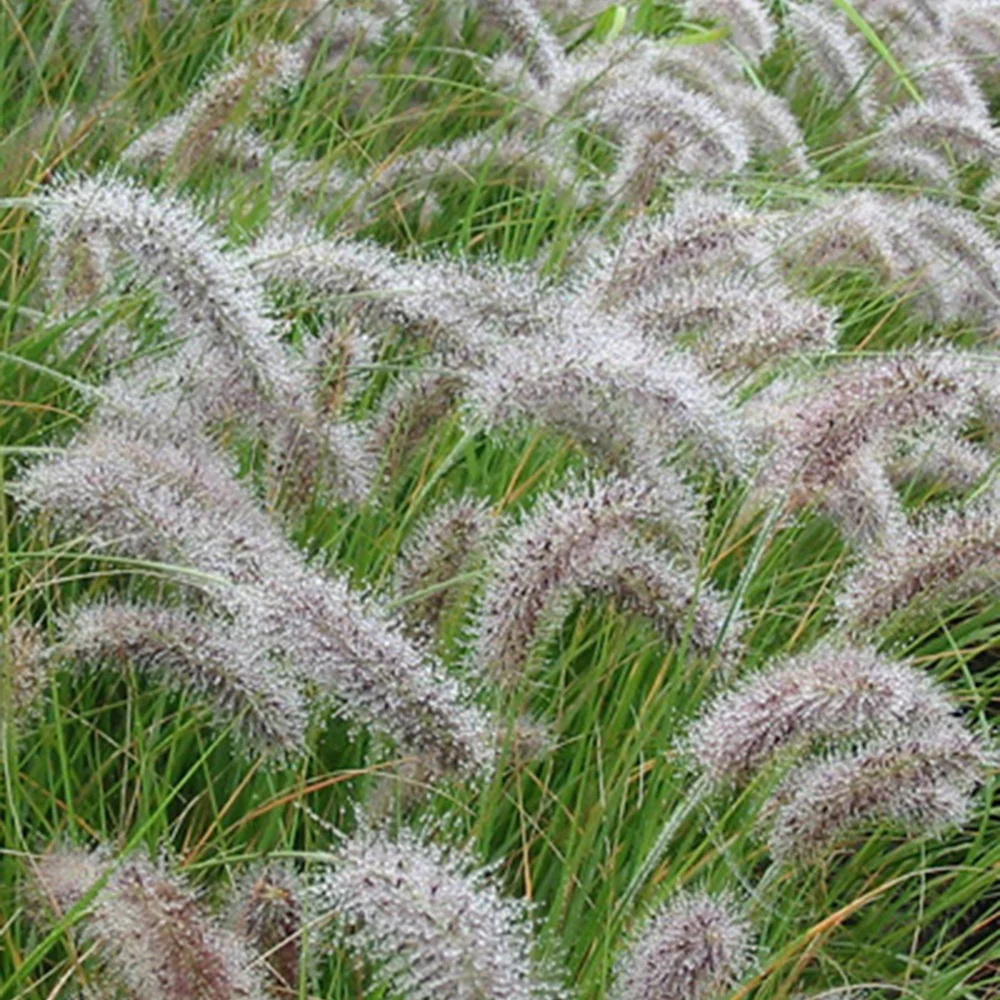 Herbe aux écouvillons - Pennisetum