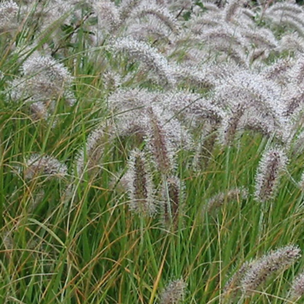 Herbe aux écouvillons - Pennisetum - Image 2