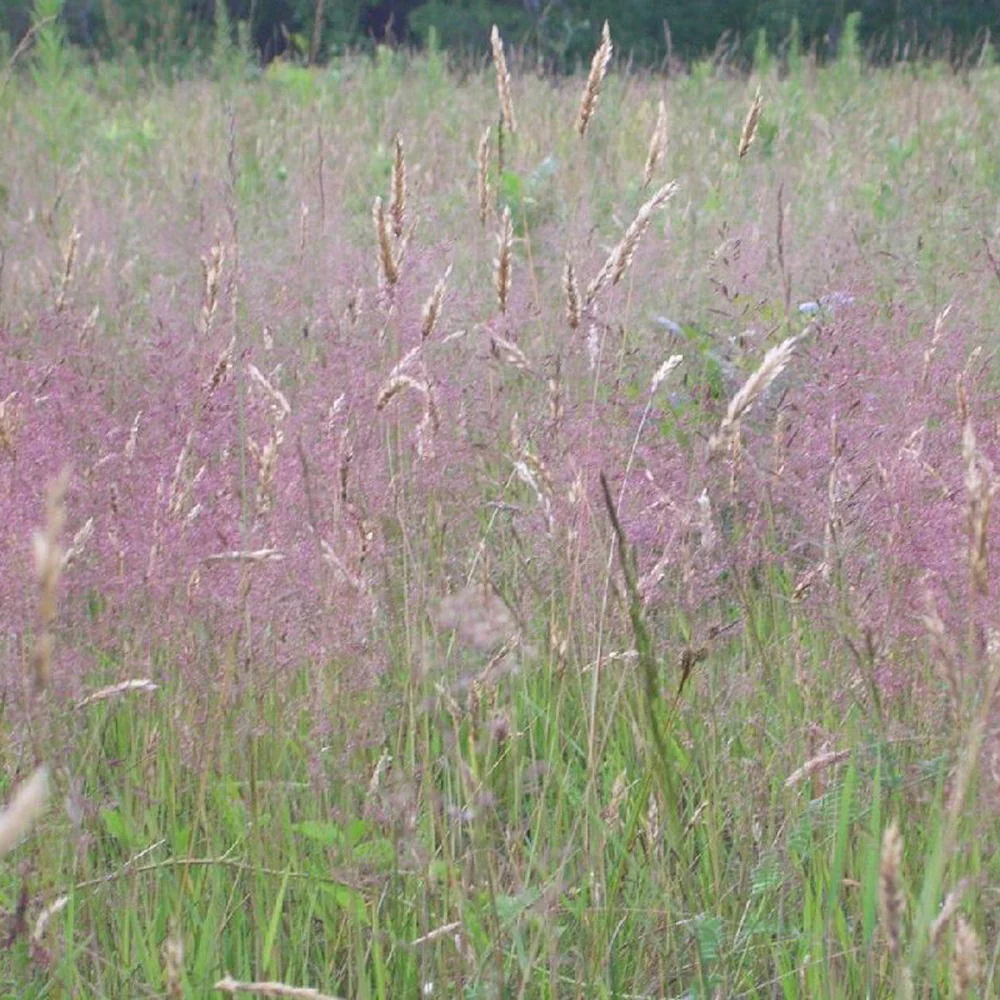 Herbe d'amour