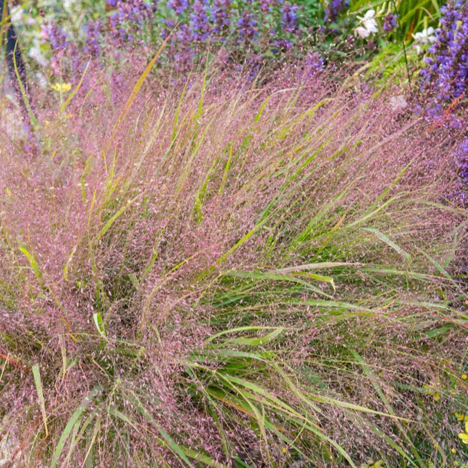 Herbe d'amour - Image 2