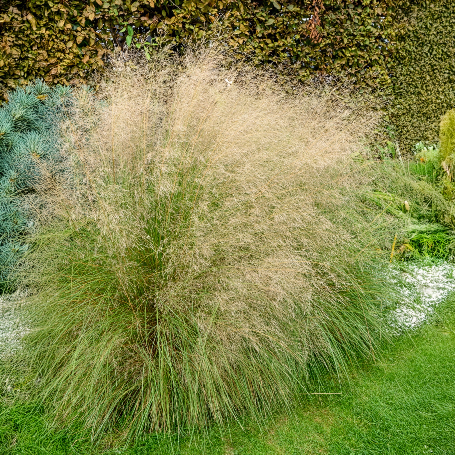 Herbe d'amour courbée - Image 3