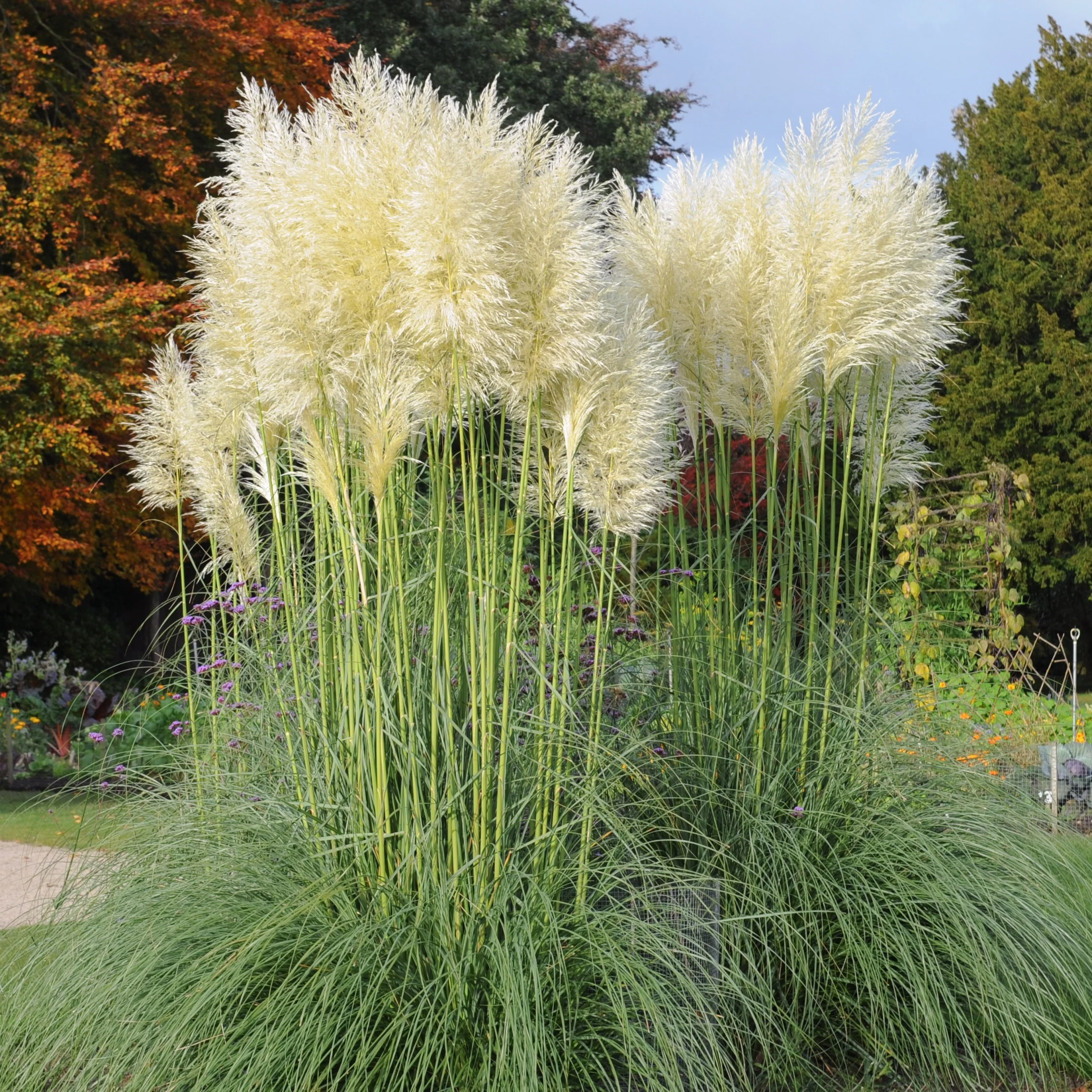 Herbe de la pampa blanche - Image 3
