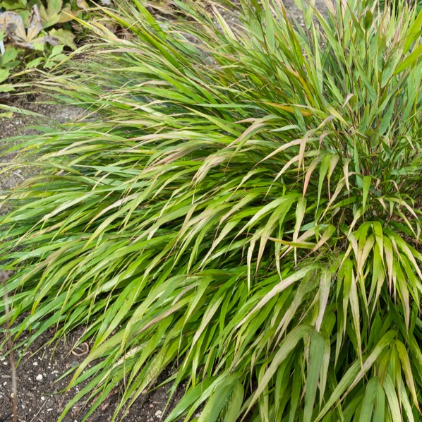 Herbe du Japon Nicolas - Image 2