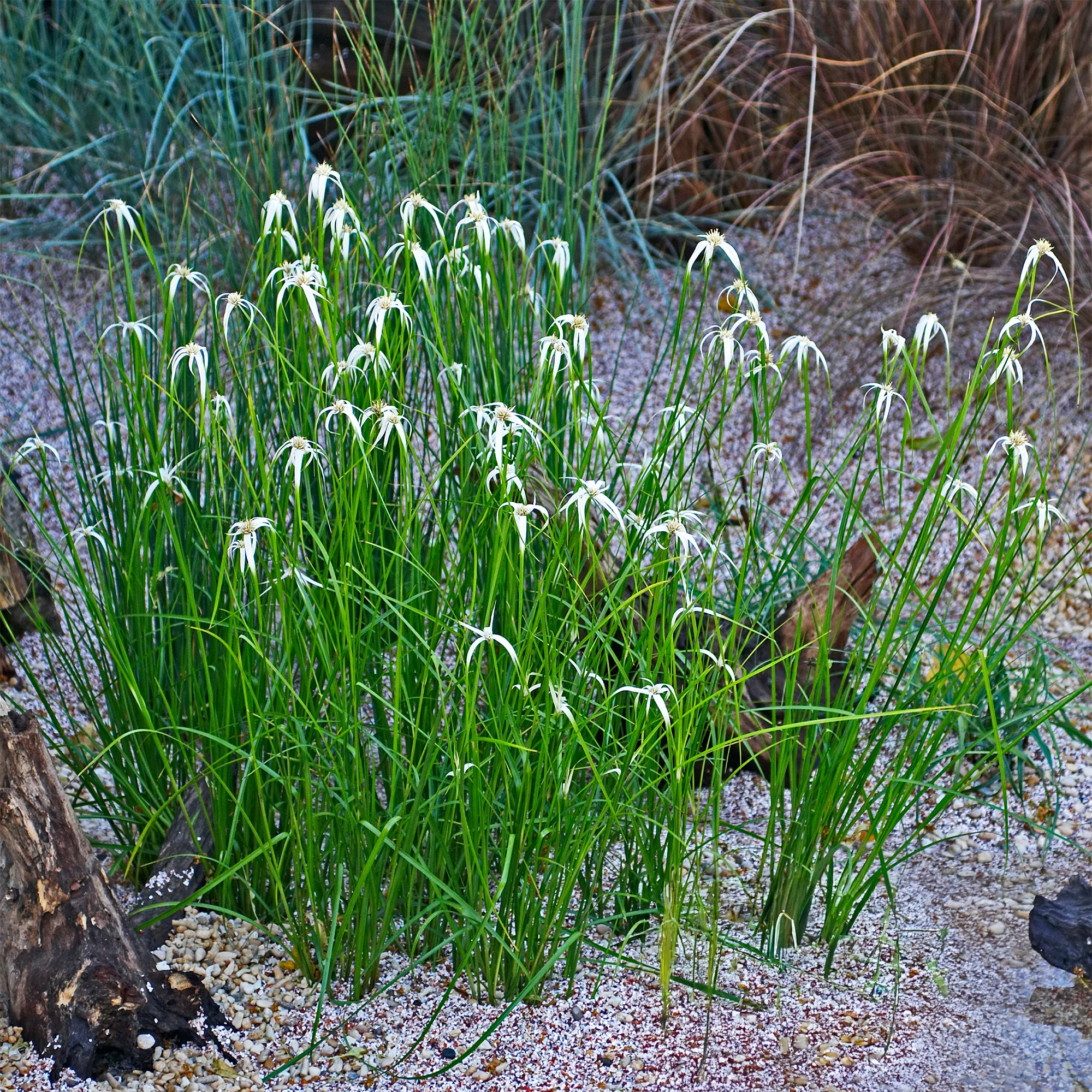 Herbe étoilée - Image 2