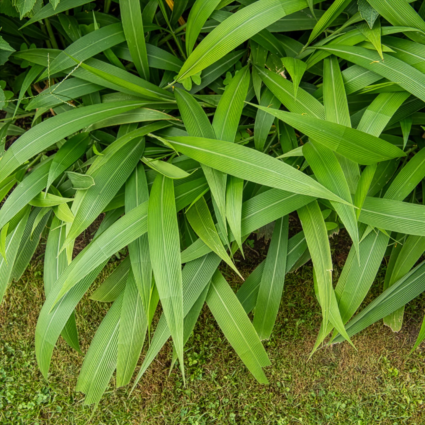 Herbe palmier - Image 3