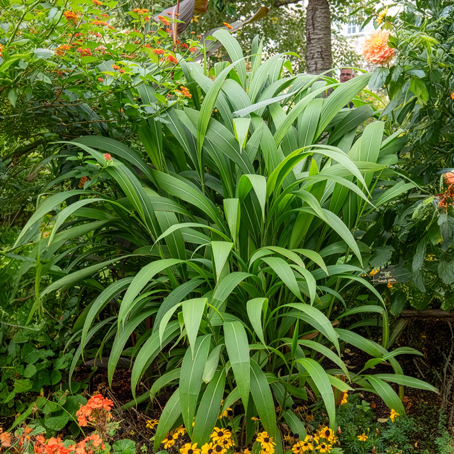 Herbe palmier - Image 4