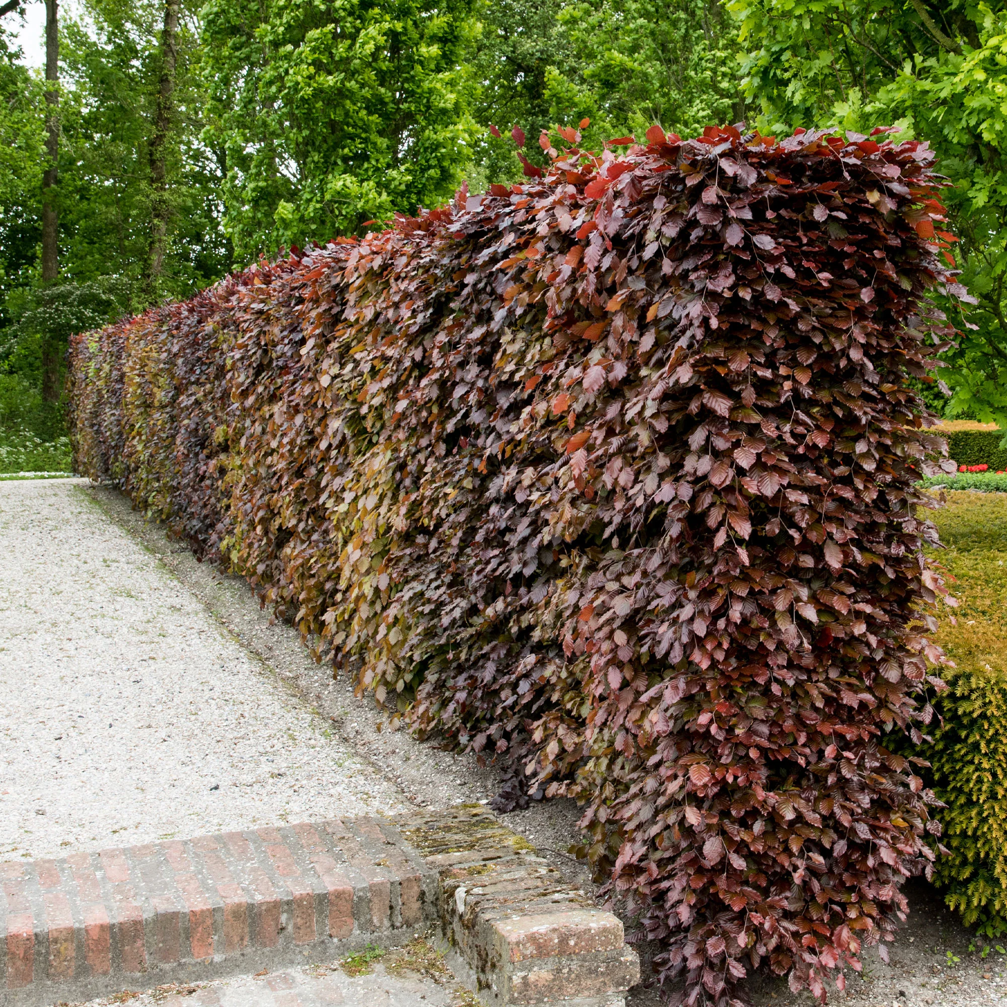 Hêtre commun pourpre - Image 3
