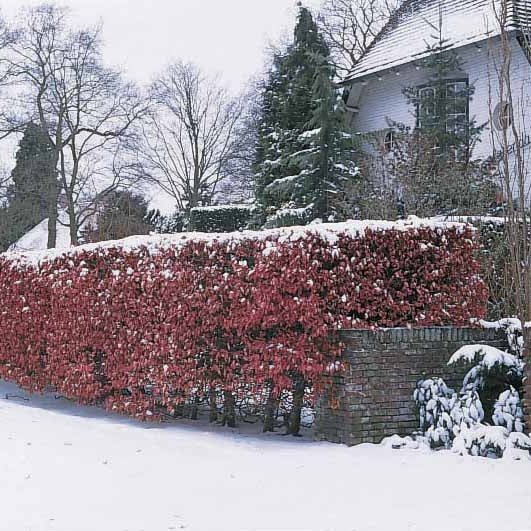 Hêtre commun pourpre - Image 6
