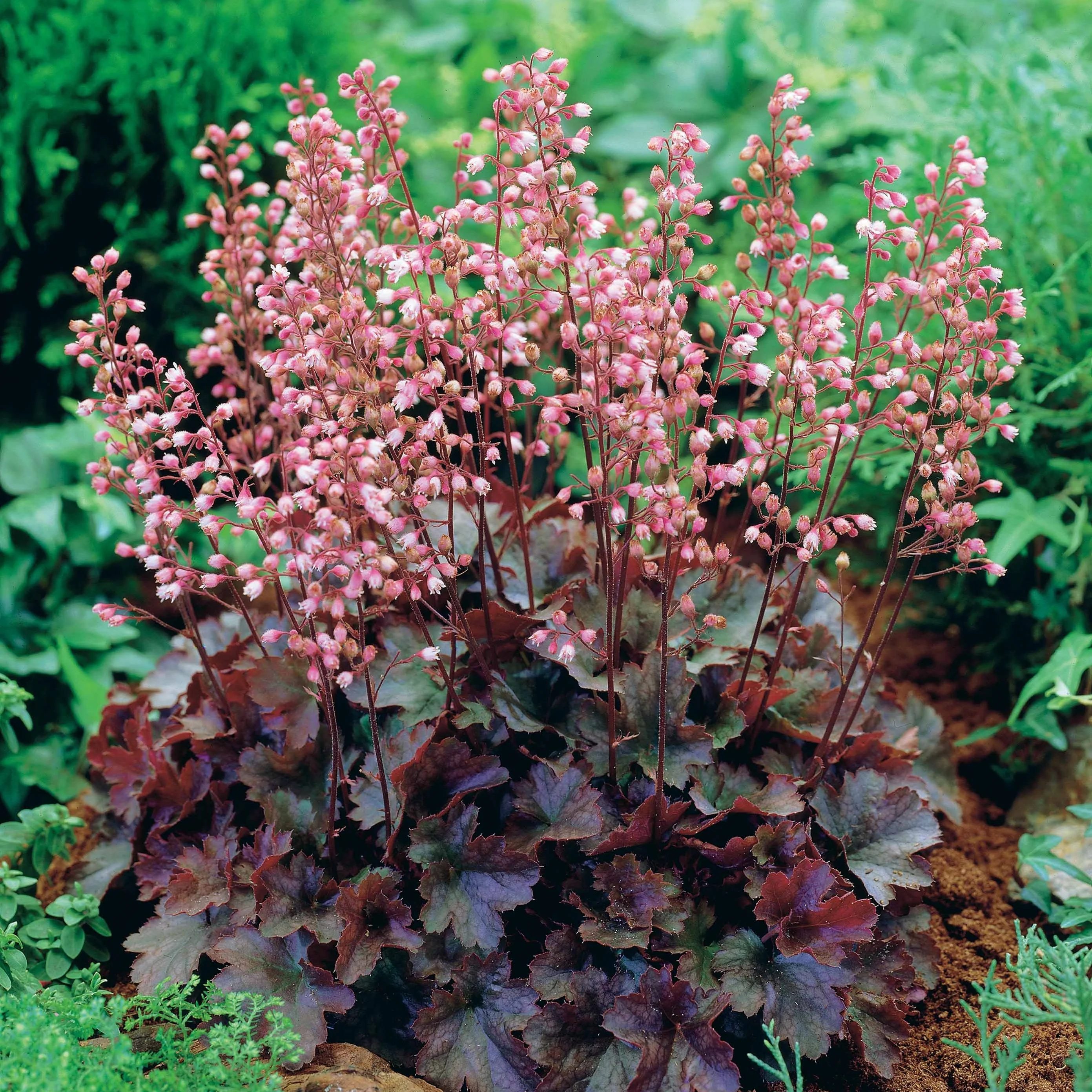 Heuchère Cassis