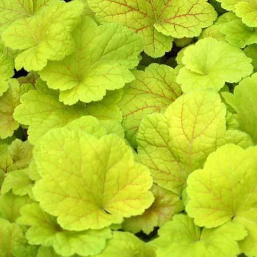 Heuchère Electric Lime