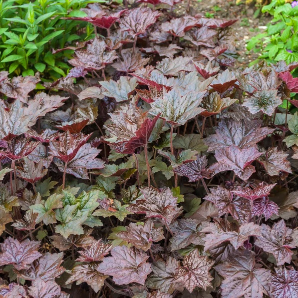 Heuchère 'Palace Purple' - Image 3