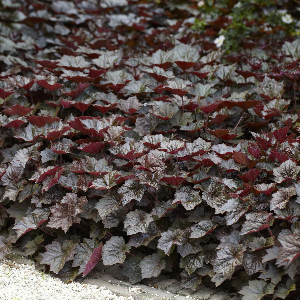 Heuchère 'Palace Purple' - Image 4