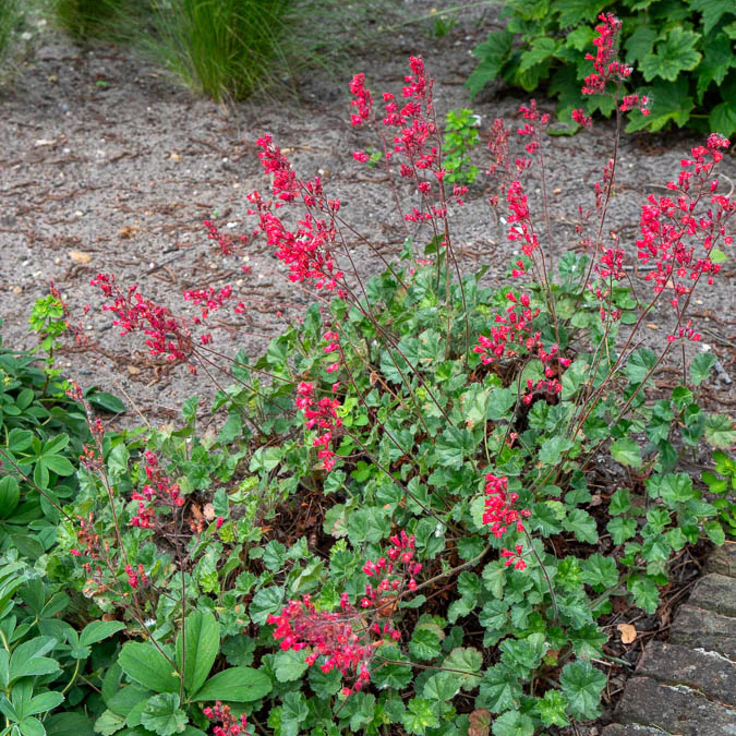 Heuchère sanguine Leuchtkäfer - Image 2
