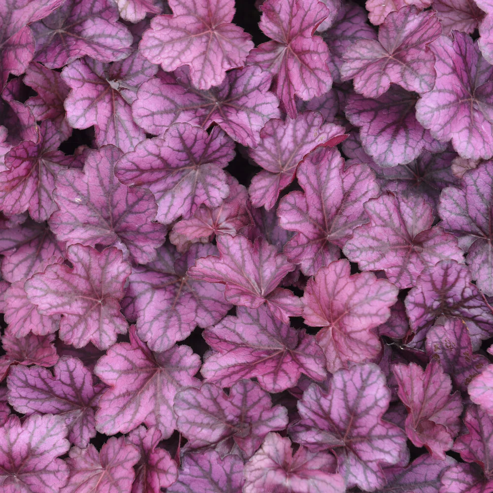 Heuchère Wild Rose - Image 2