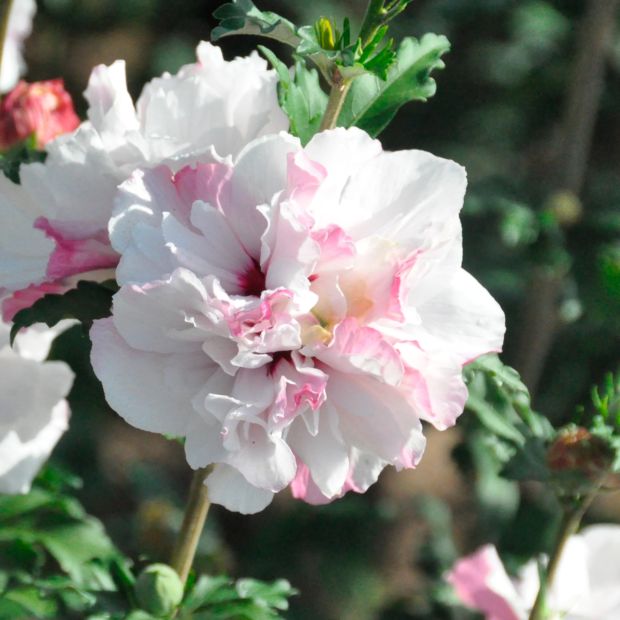 Hibiscus de jardin French Cabaret® Pastel