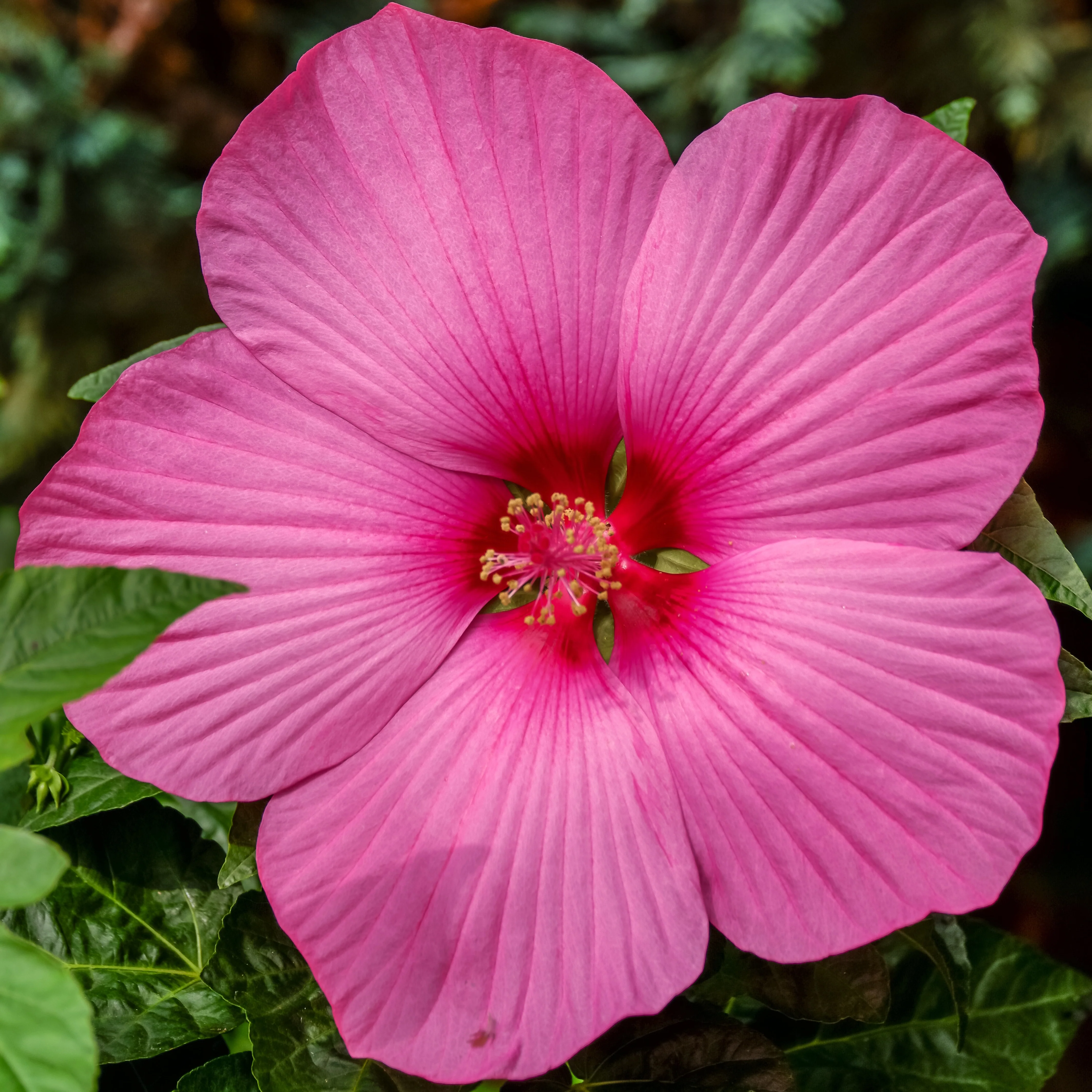 Hibiscus des marais Carrousel ® Pink passion
