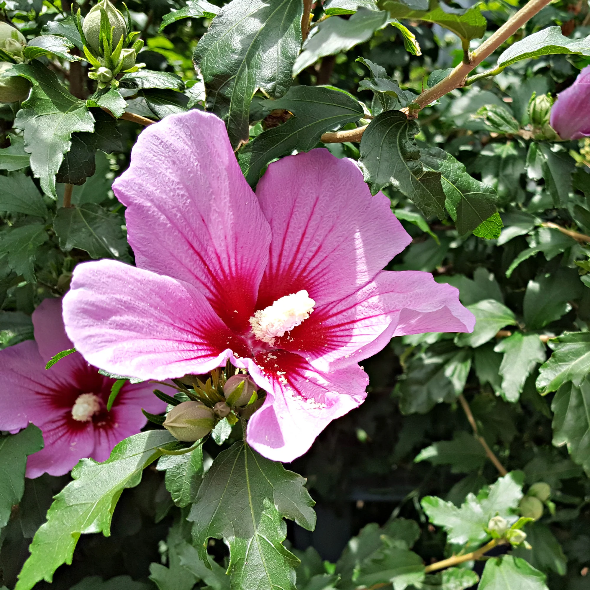 Hibiscus Flower Tower Purple ®