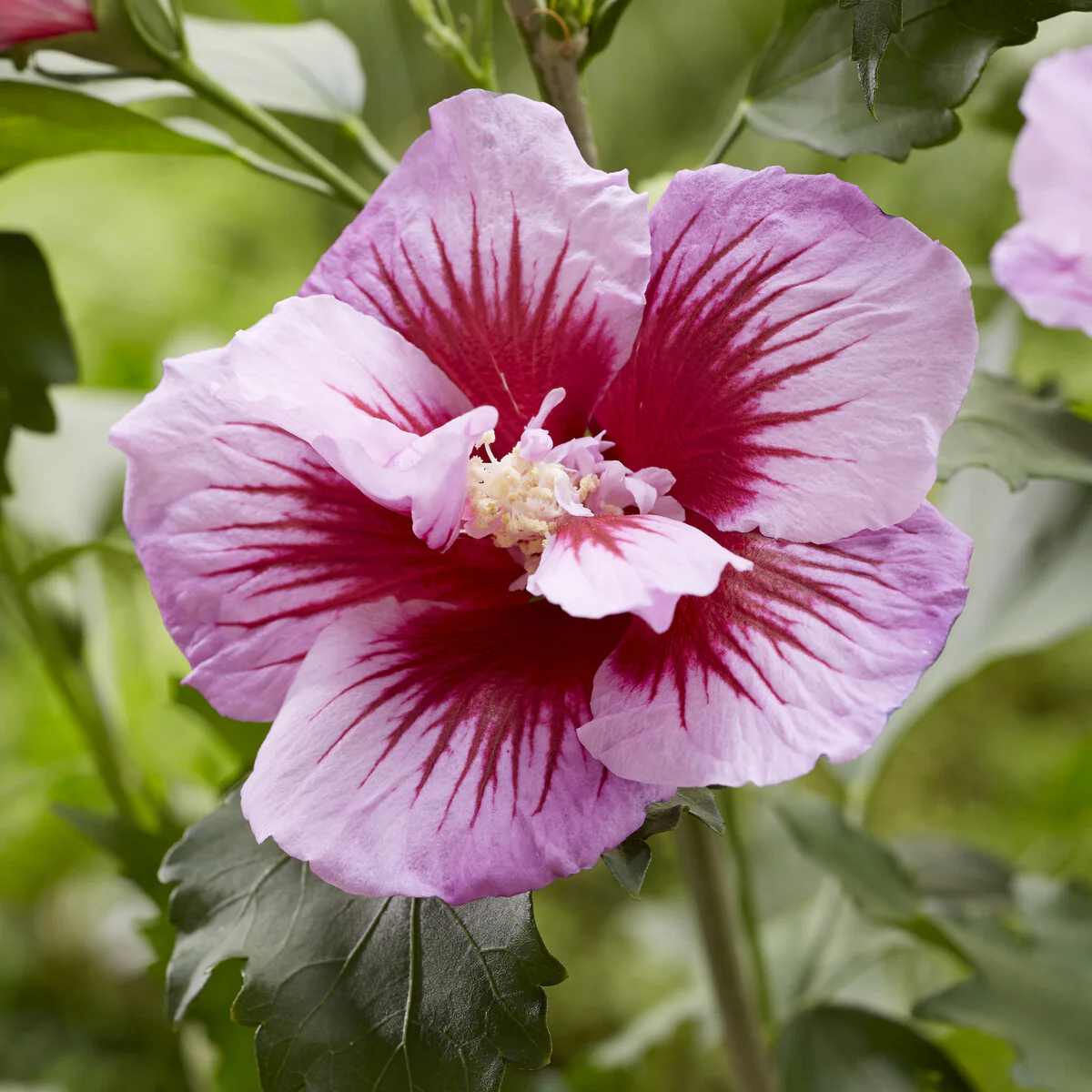 Hibiscus Flower Tower Purple ® - Image 2