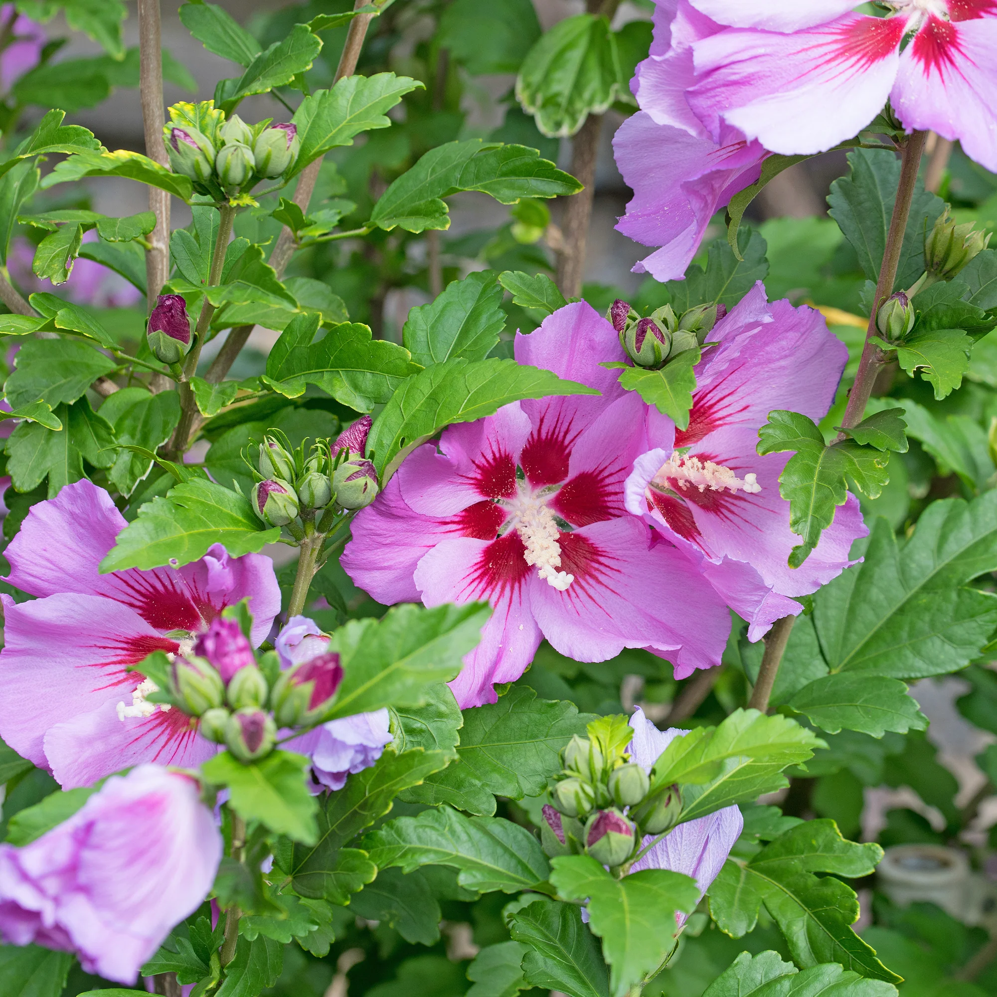 Hibiscus Flower Tower Purple ® - Image 3