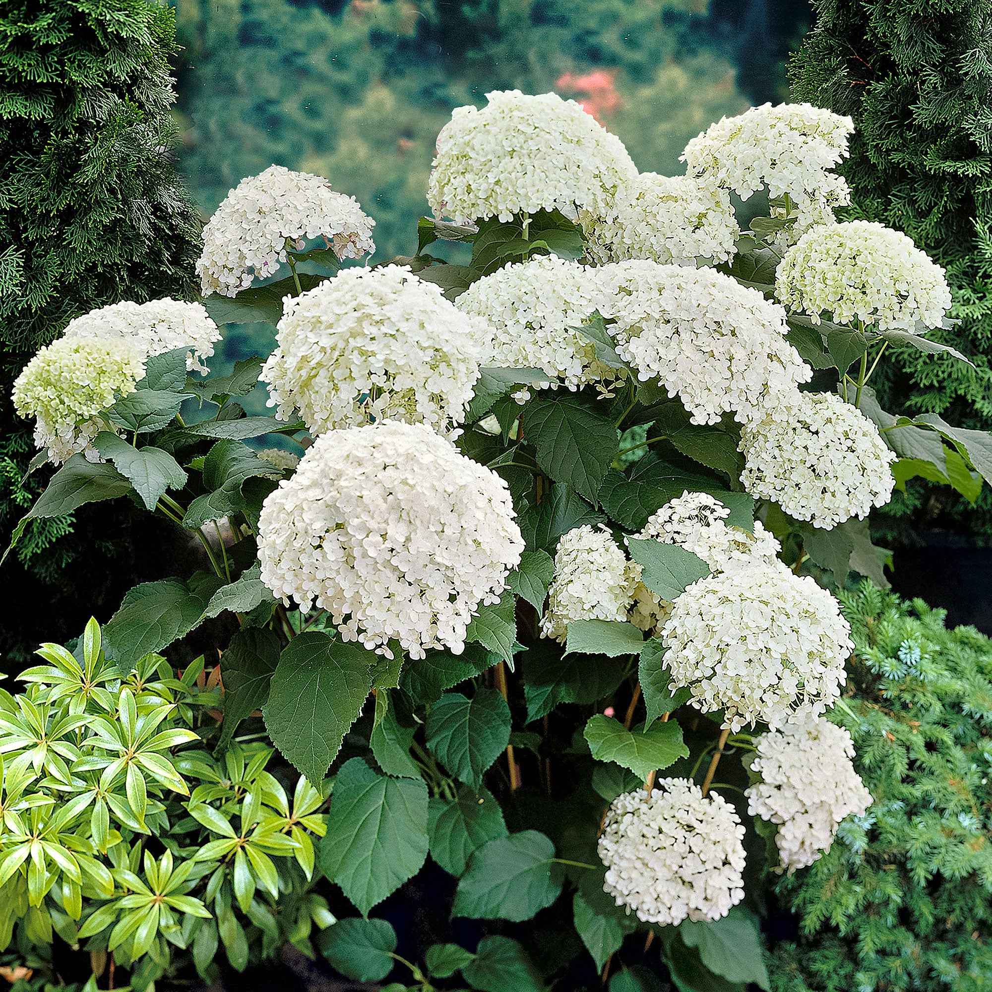 Hortensia 'Annabelle' - Image 3