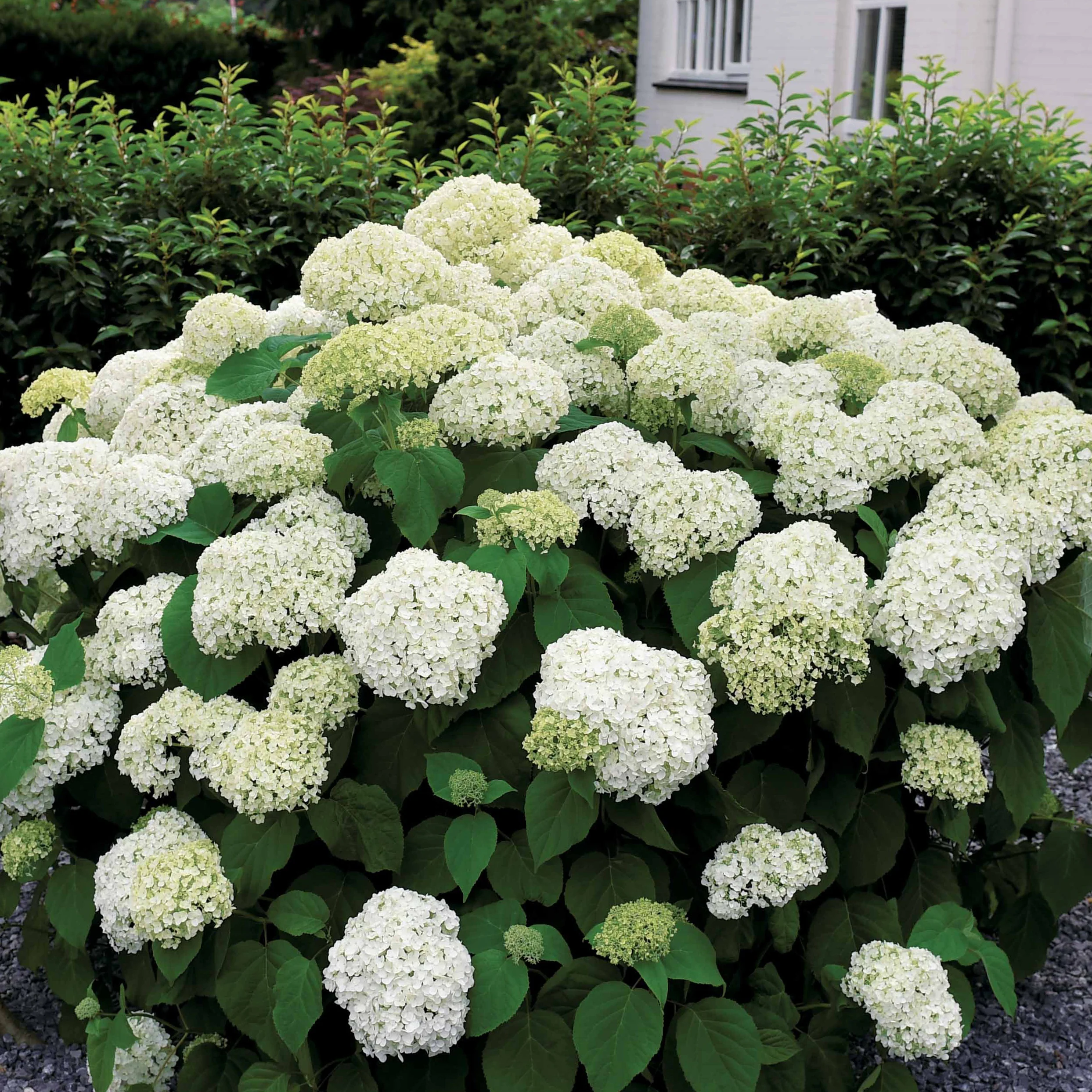 Hortensia 'Annabelle' - Image 5
