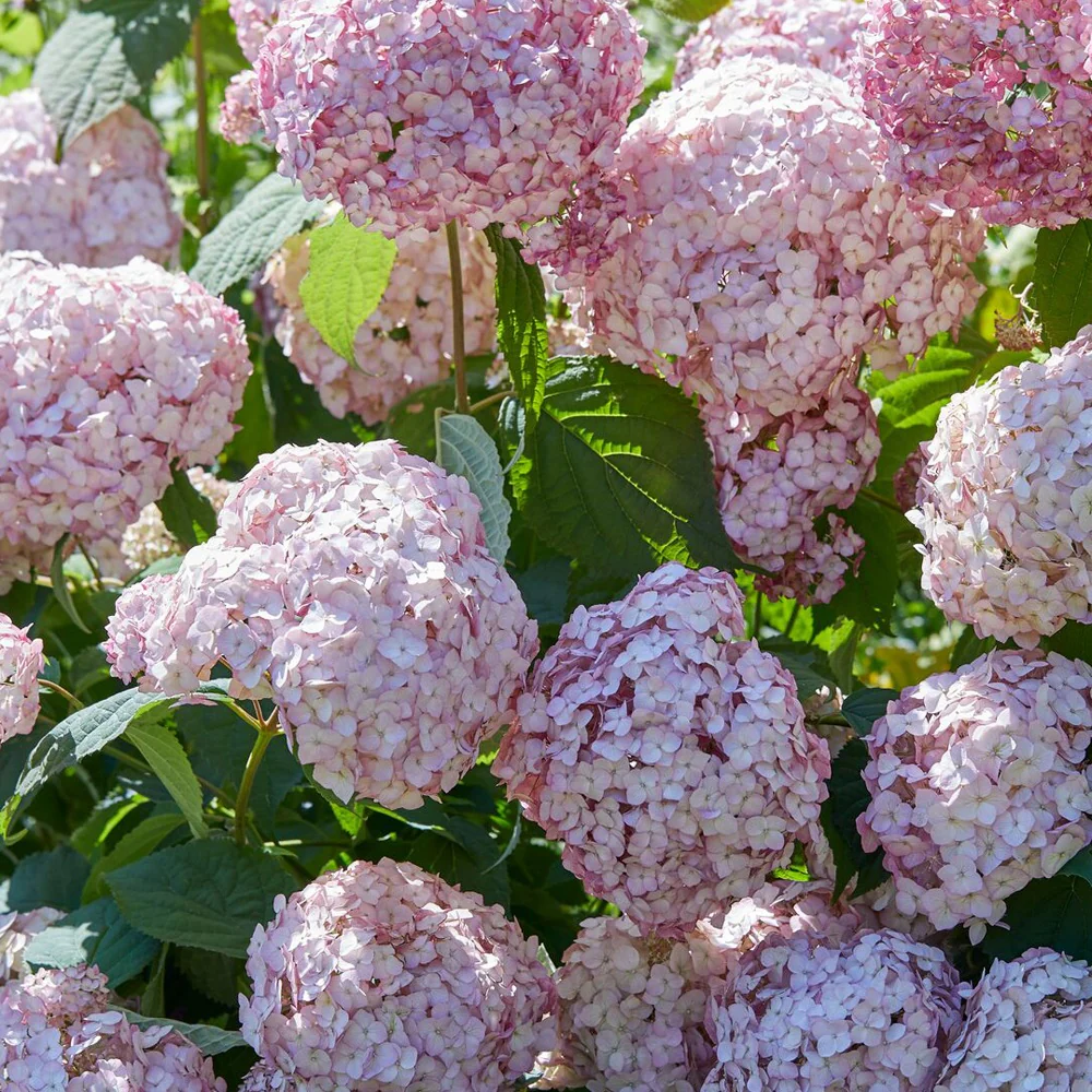 Hortensia Candy Bell Bubblegum ®