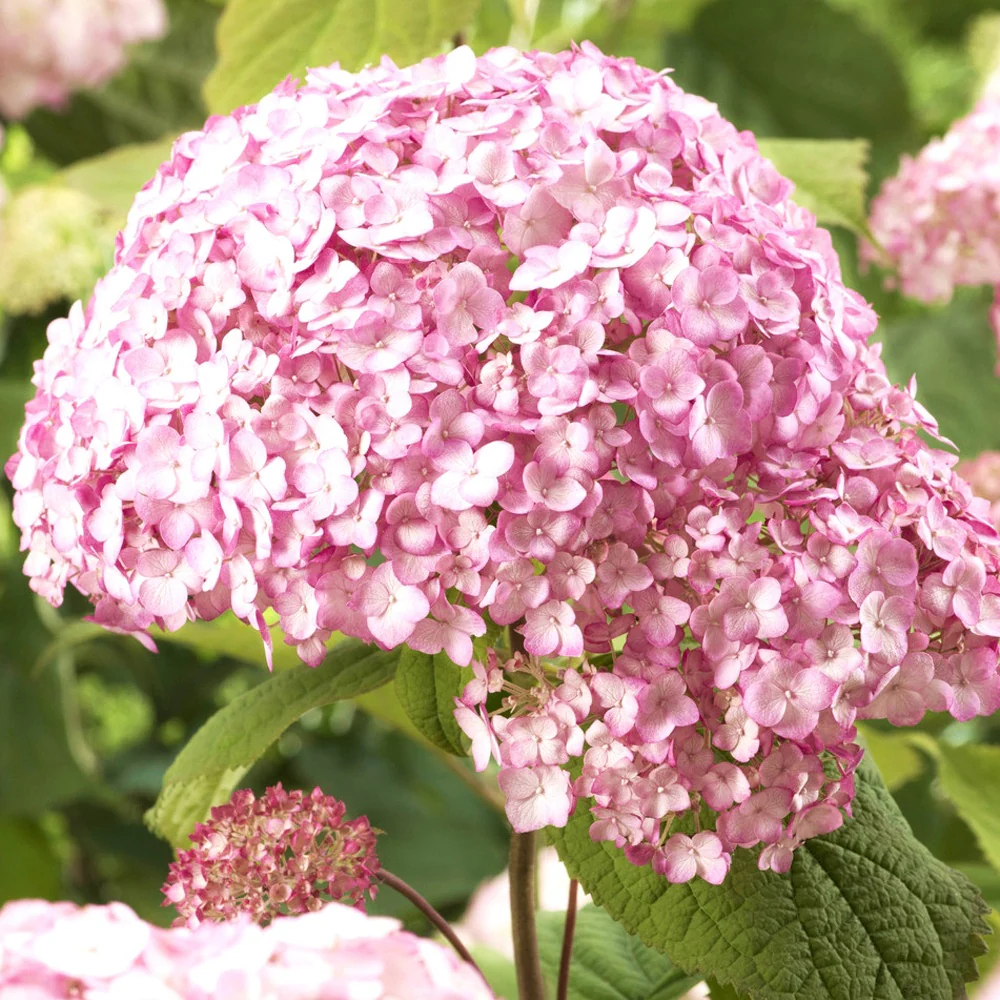Hortensia Candy Bell Bubblegum ® - Image 2