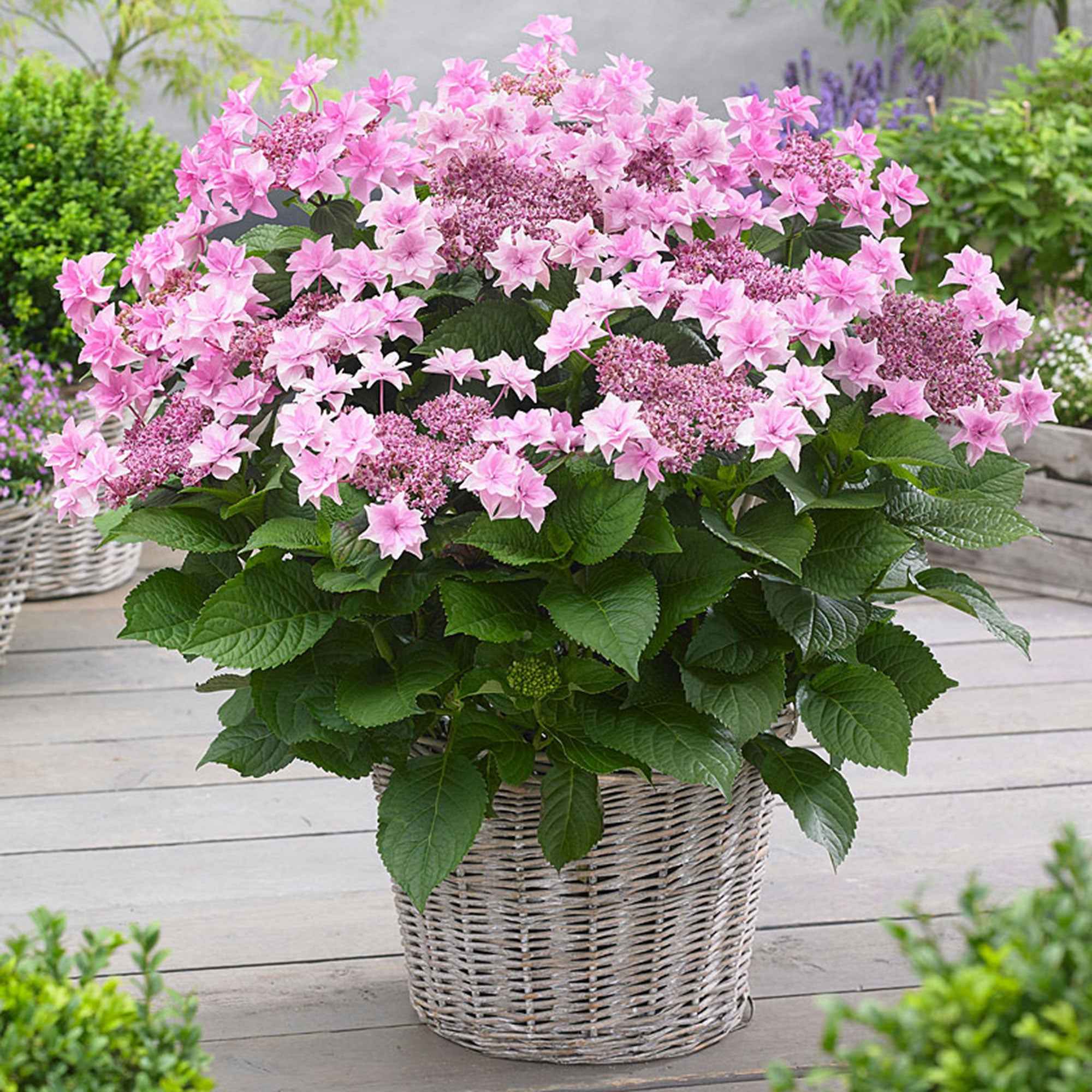 Hortensia 'Doppio Rosa'