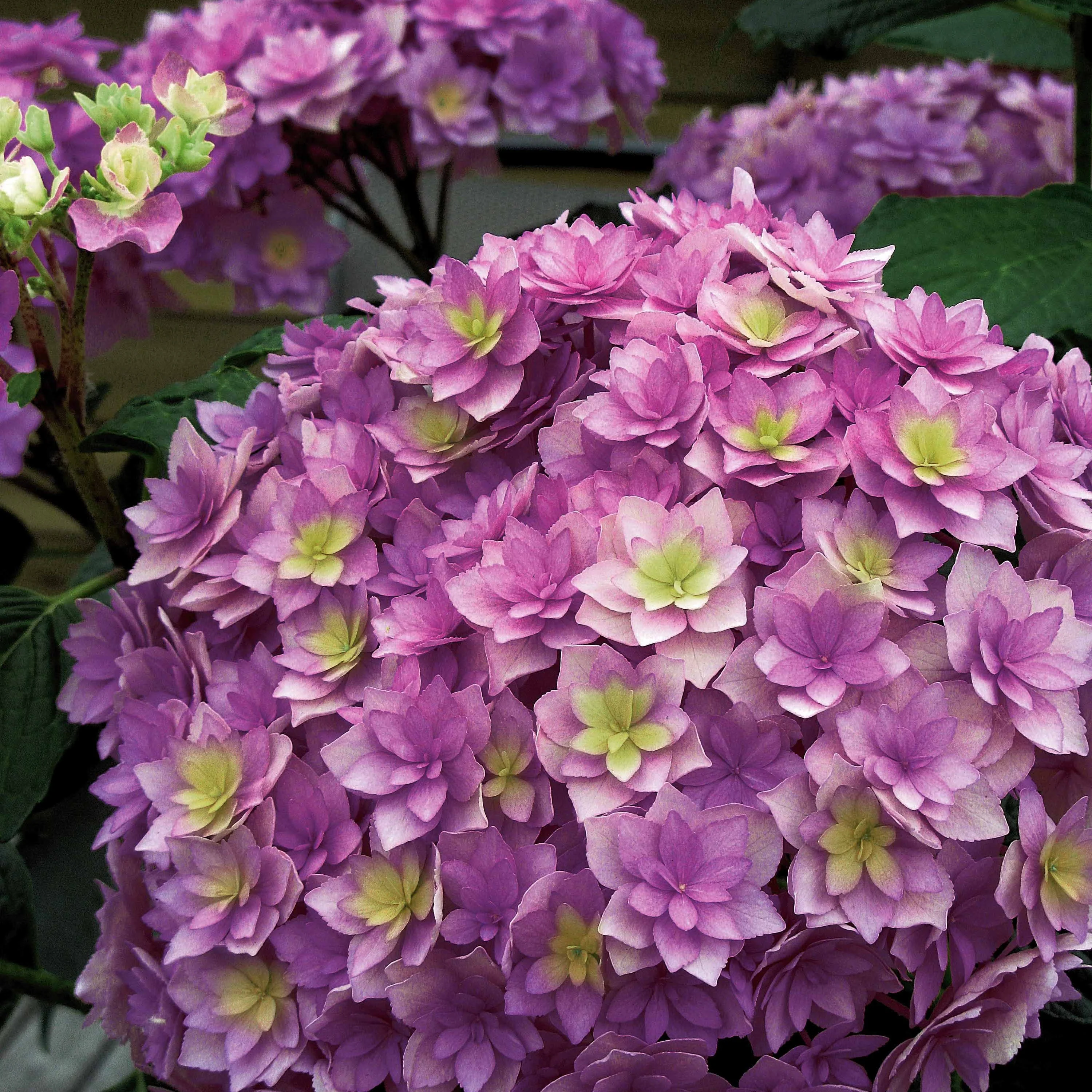 Hortensia Expression