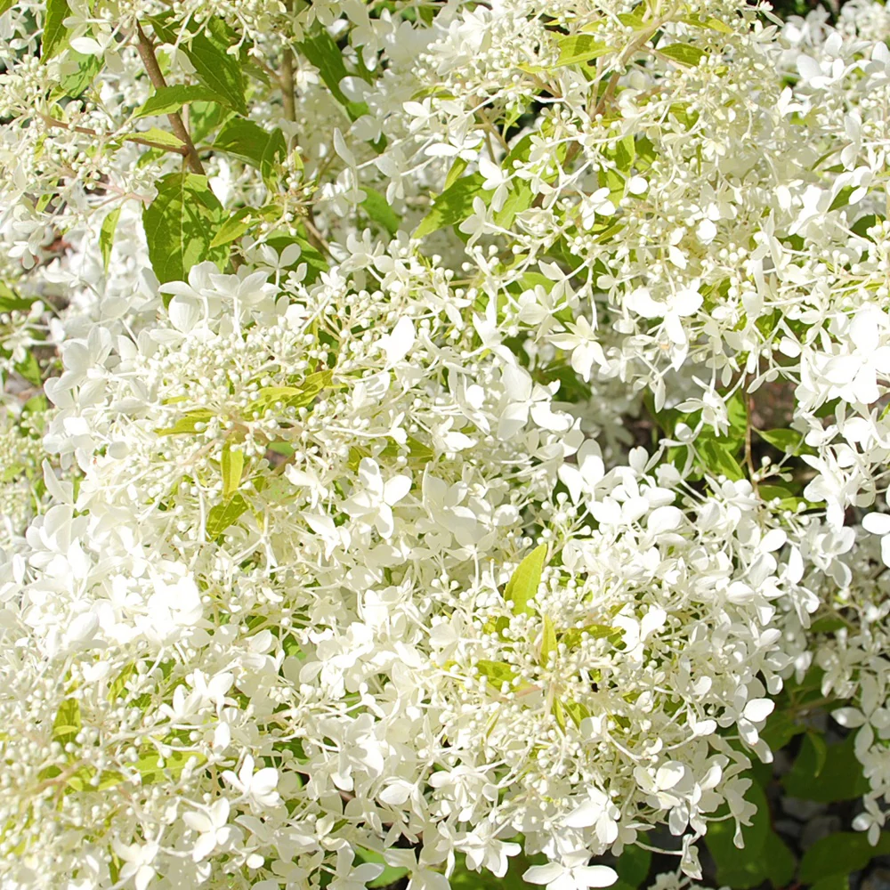 Hortensia paniculé Dentelle de Gorron ® - Image 2