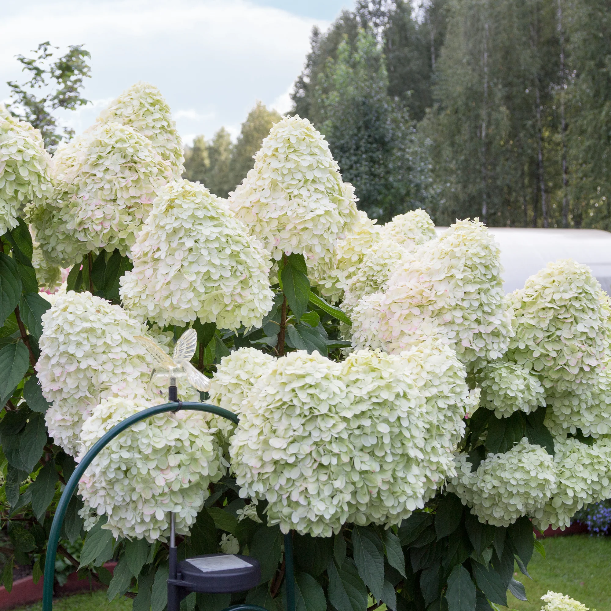 Hortensia paniculé 'Hercules' - Image 2