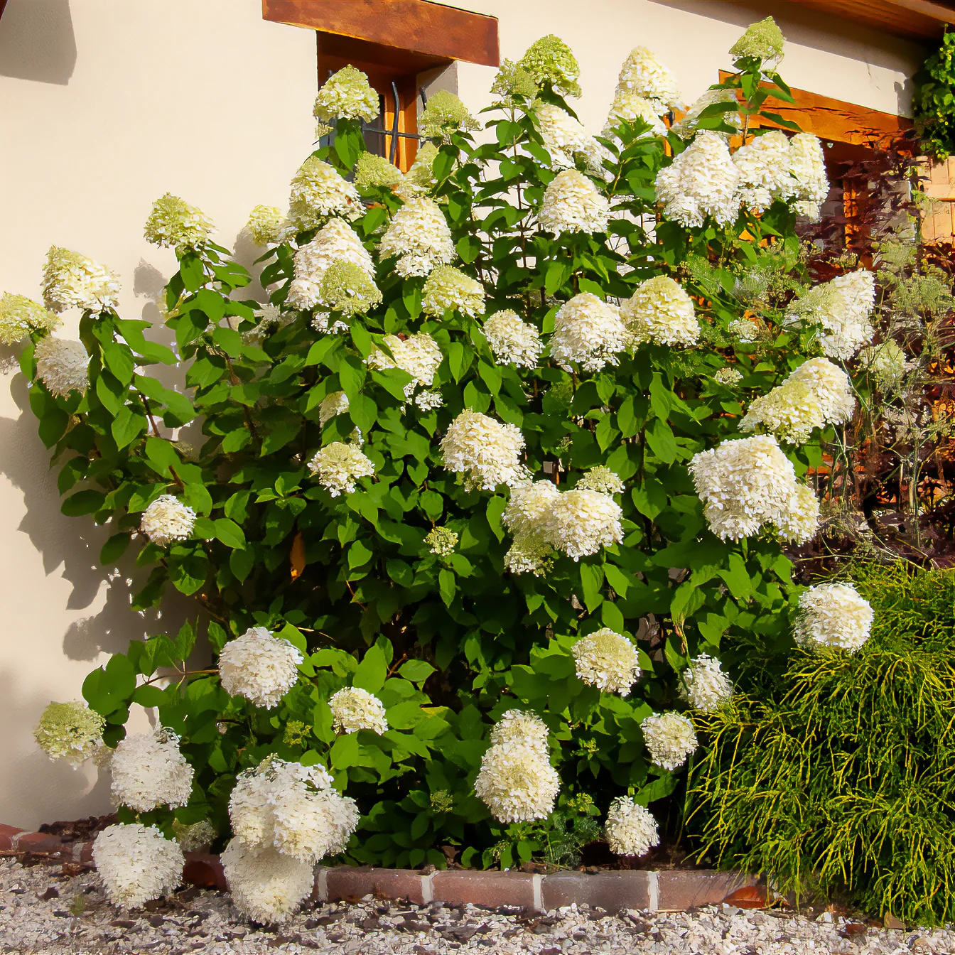 Hortensia paniculé Limelight®